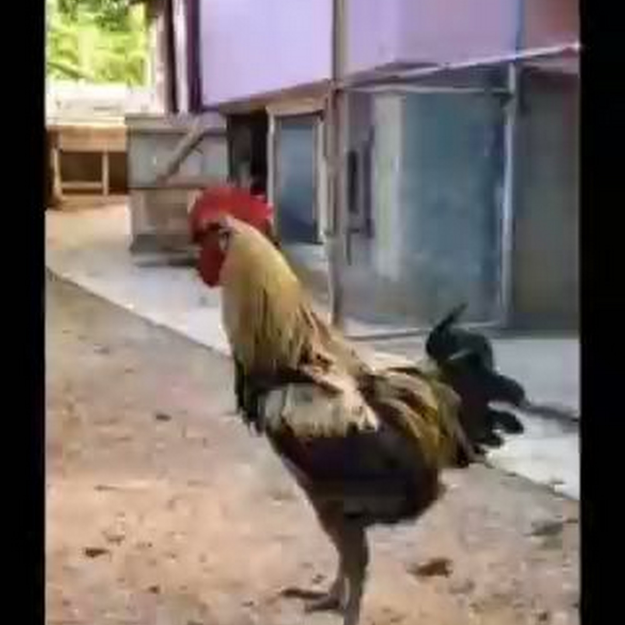 Marcinda Kennels Spokane