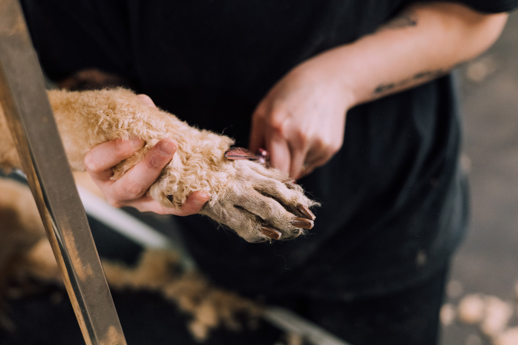 Bark Park Doggy Daycare & Grooming Spokane
