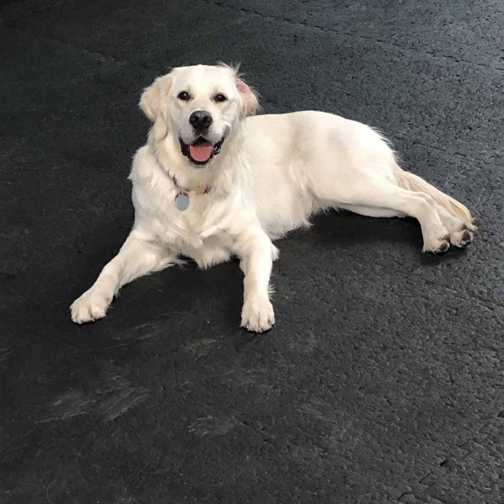 Bark Park Doggy Daycare & Grooming Spokane