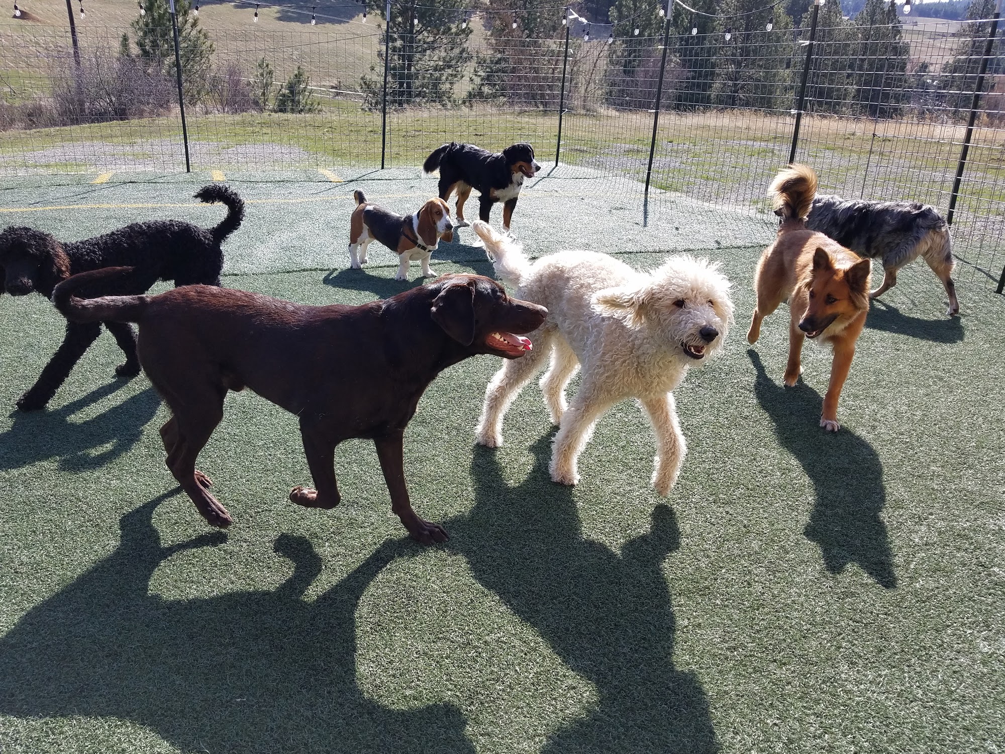 Palouse Pooch Playground Spokane