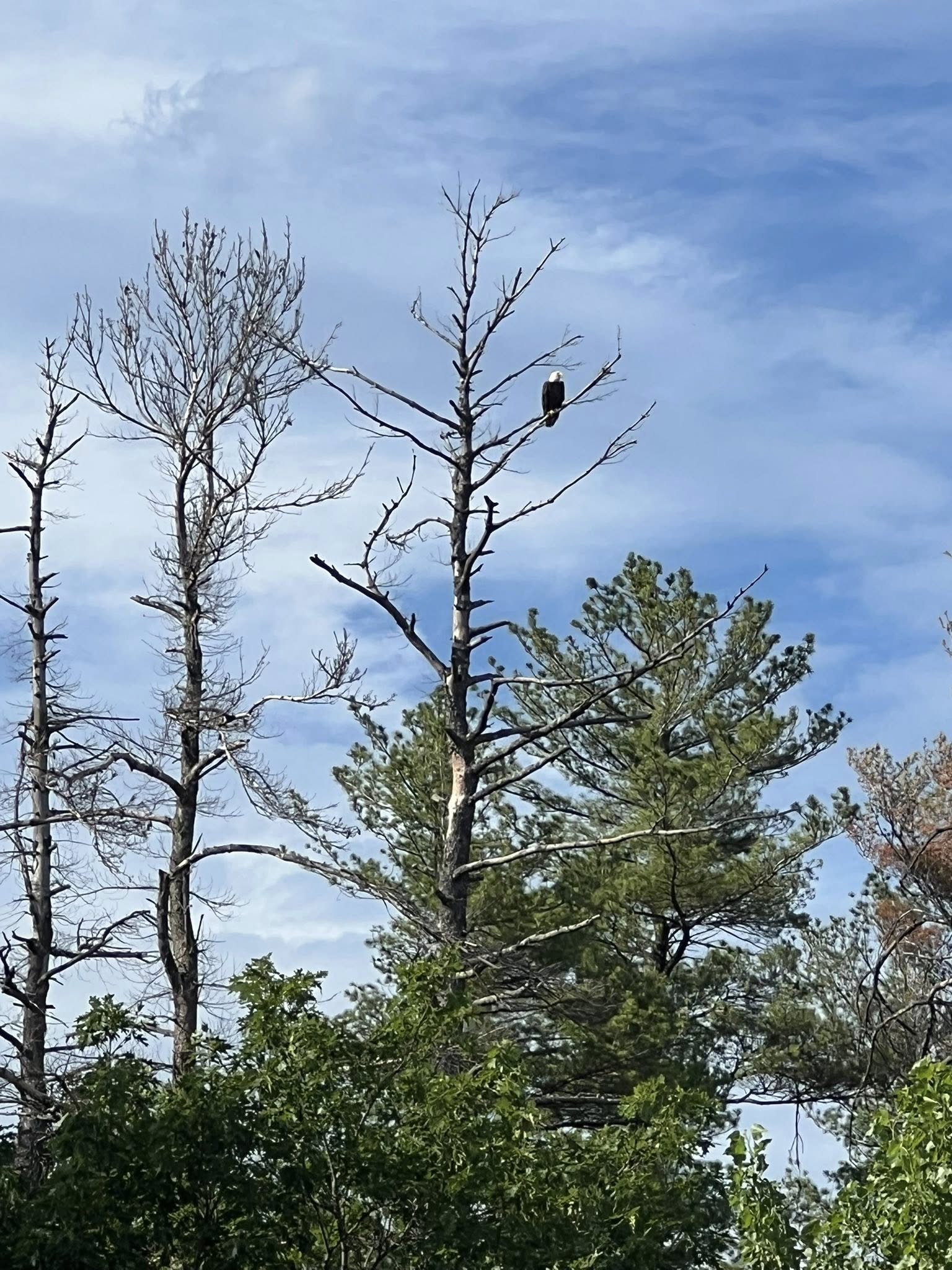 Cut-Rite Lawn Care Services