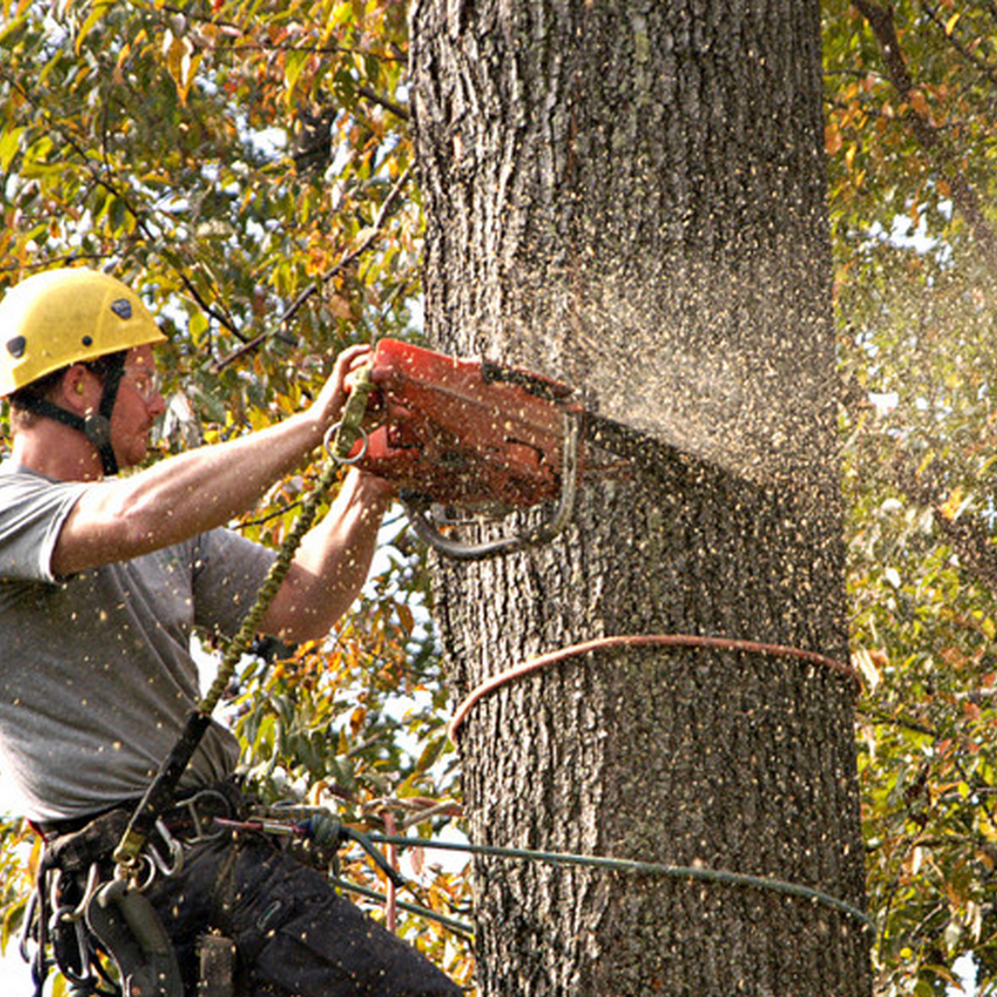 Tall Tree Of Eastern Washington