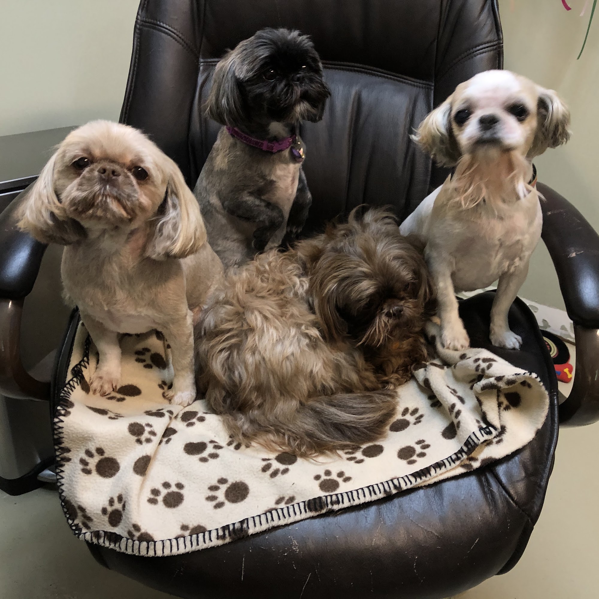 Dog Style Grooming & Bath House Stanwood