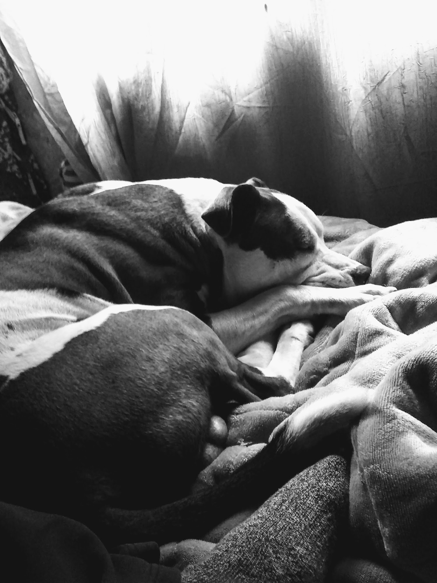 Sultan Veterinary Clinic Sultan