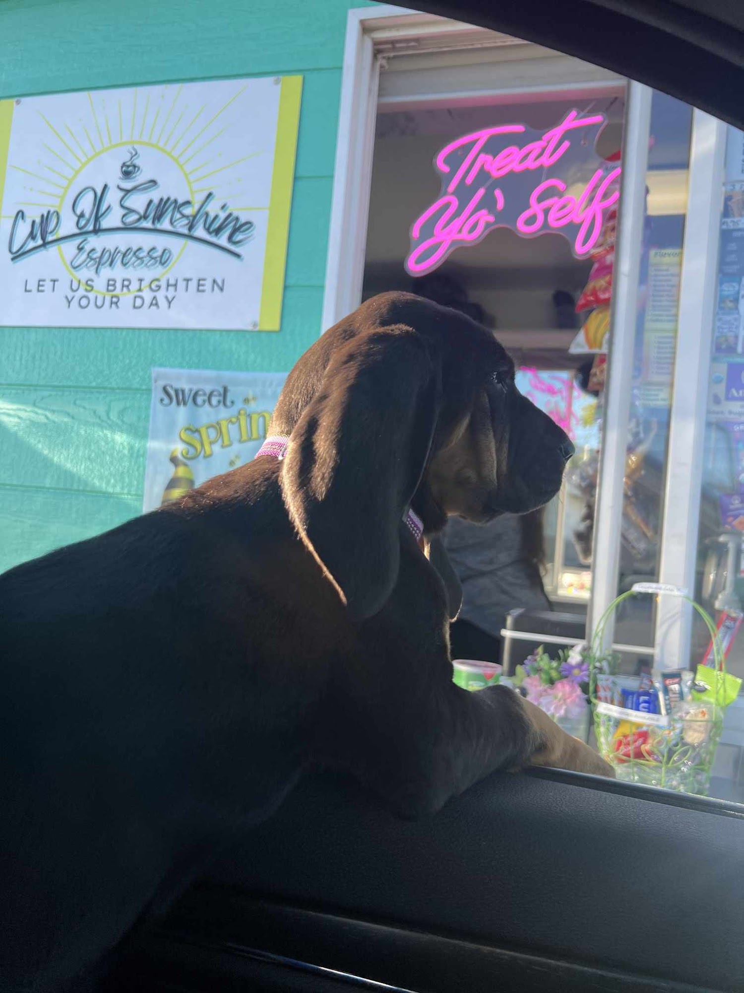 Cup Of Sunshine Espresso Sultan