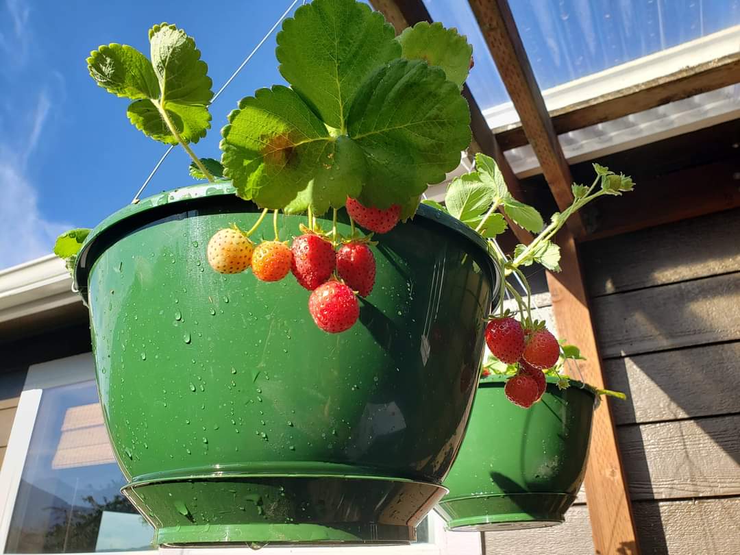 Silver Maple Farm of Washington Sultan