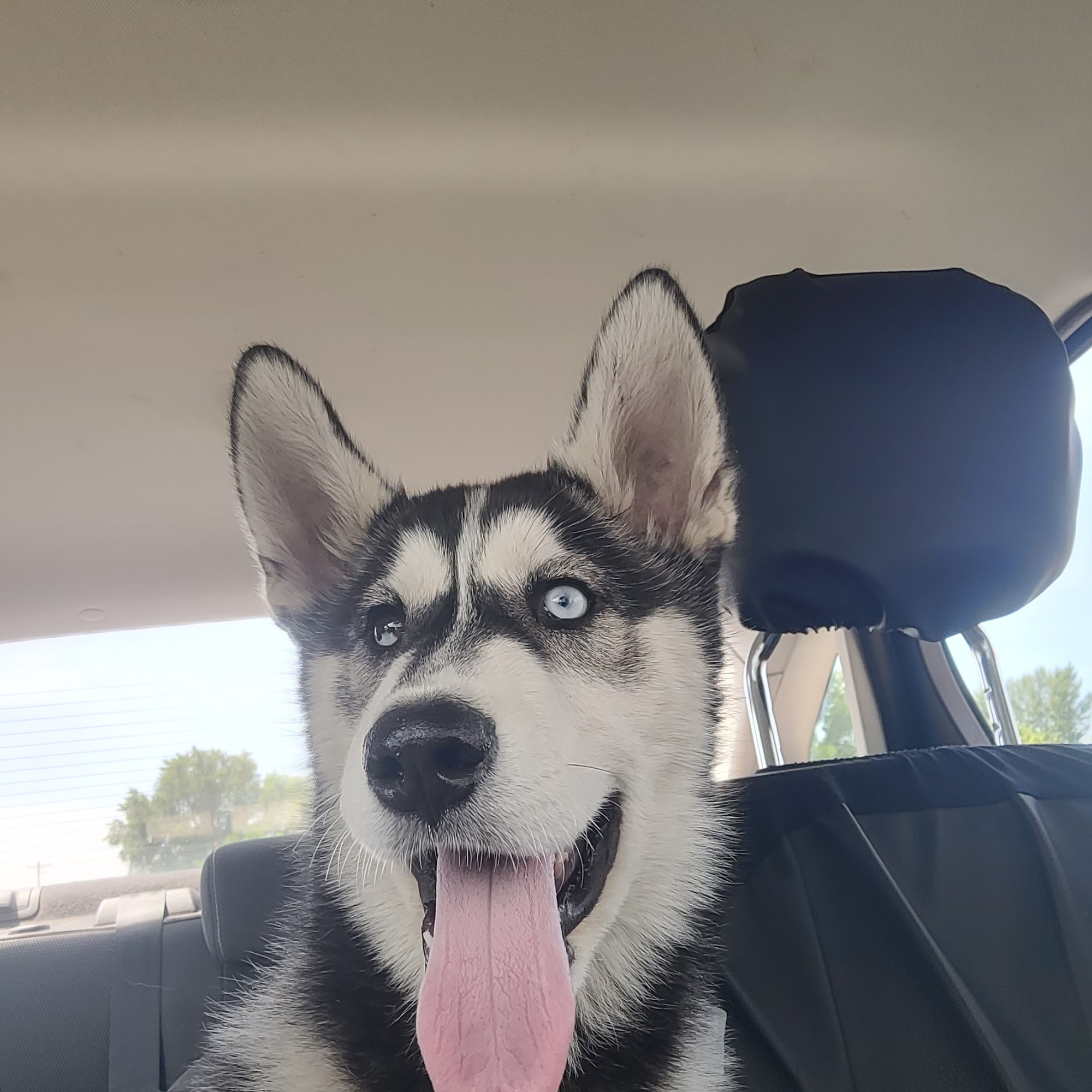 Pet Health Clinic Sunnyside