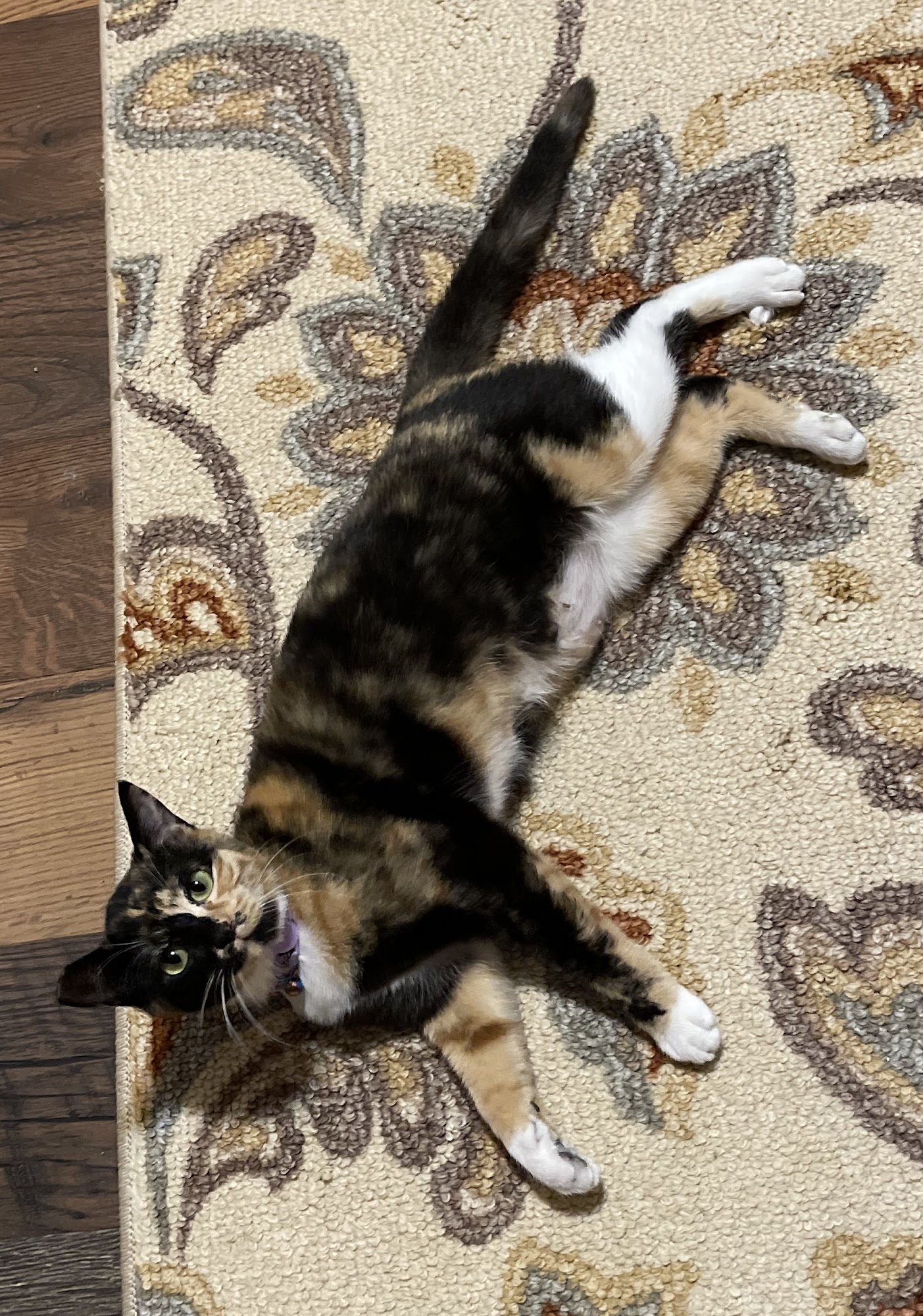 VCA Pacific Avenue Animal Hospital Tacoma