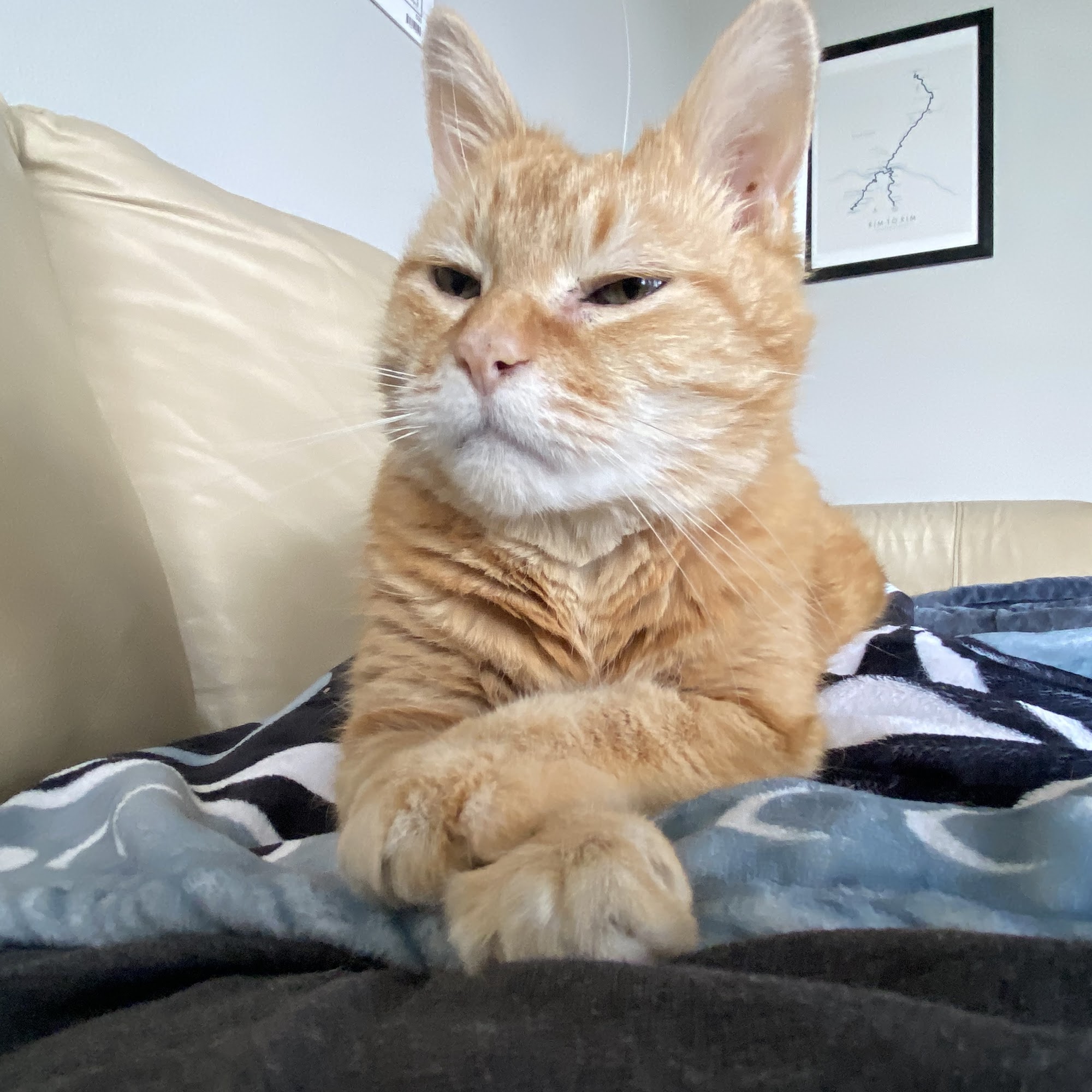 North End Pet Hospital Tacoma