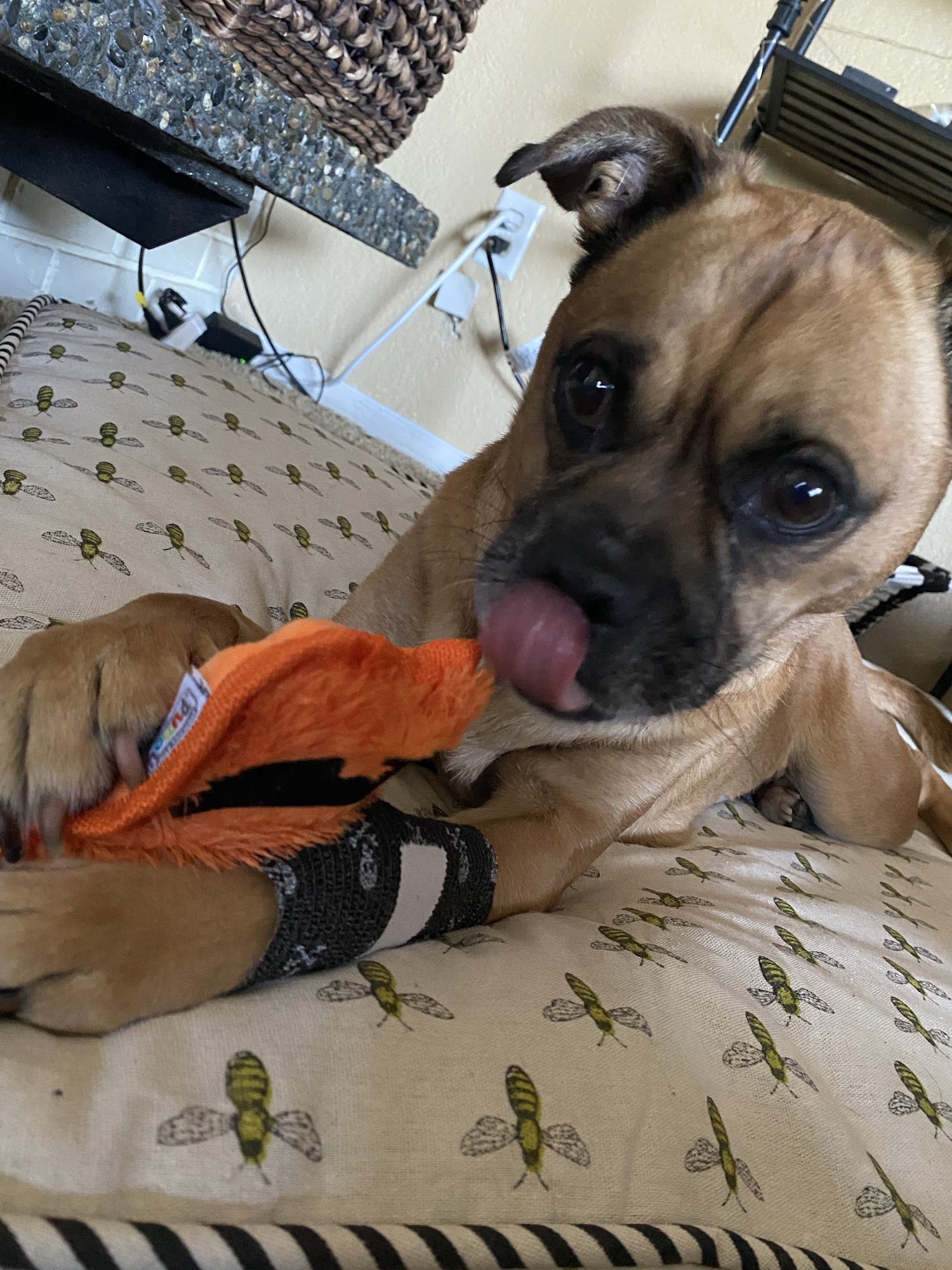 Metropolitan Veterinary Hospital Tacoma