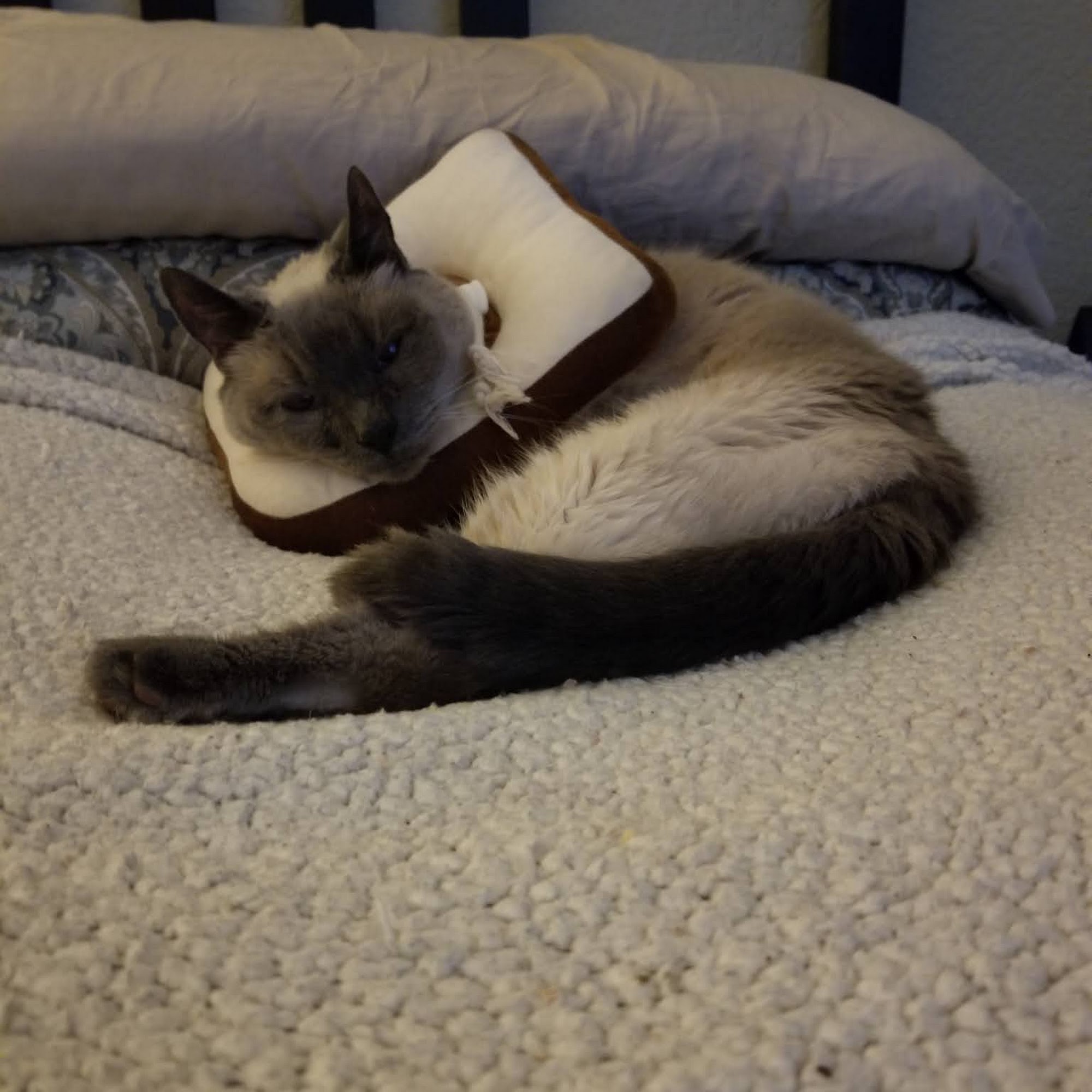 Metropolitan Veterinary Hospital Tacoma