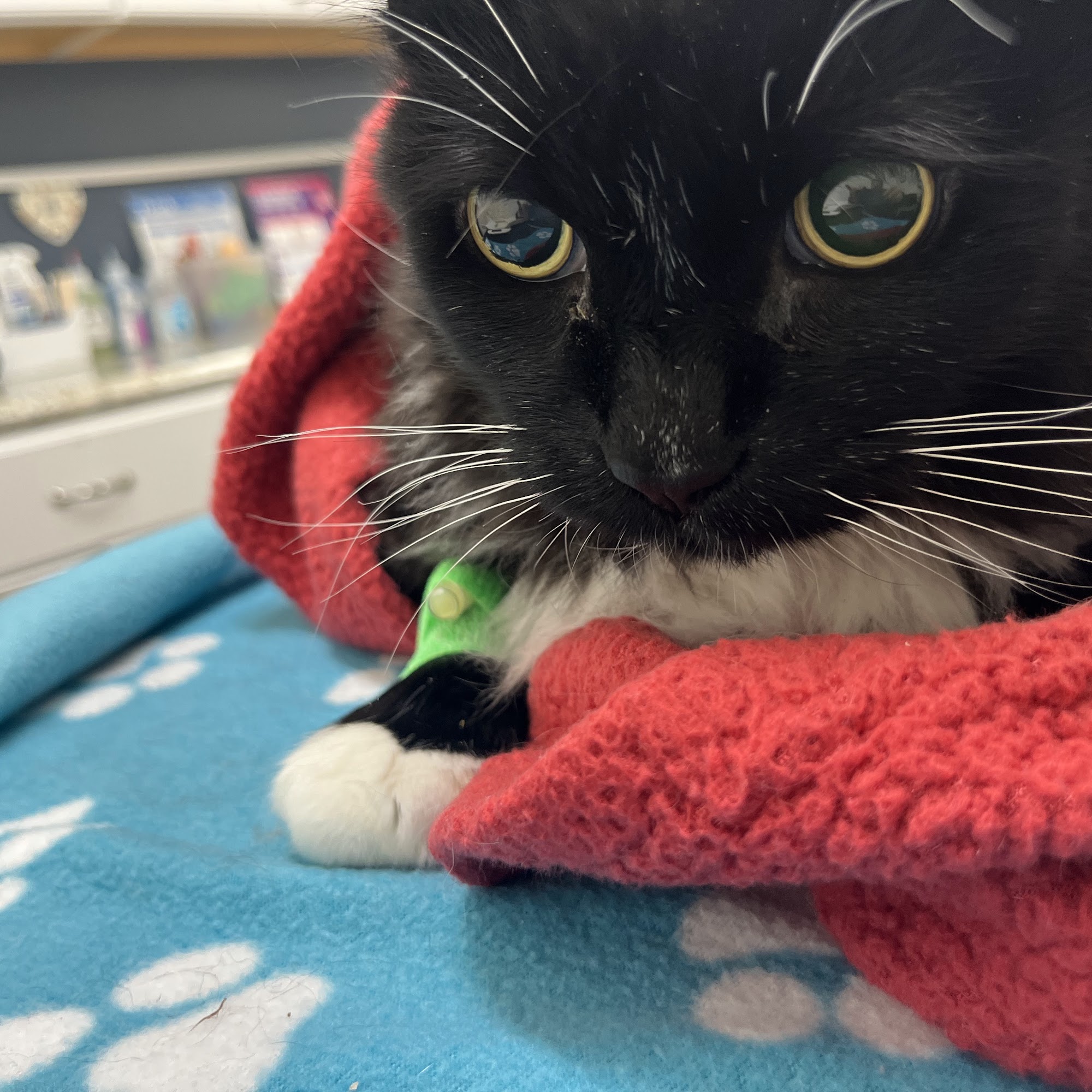 Union Avenue Veterinary Hospital Tacoma