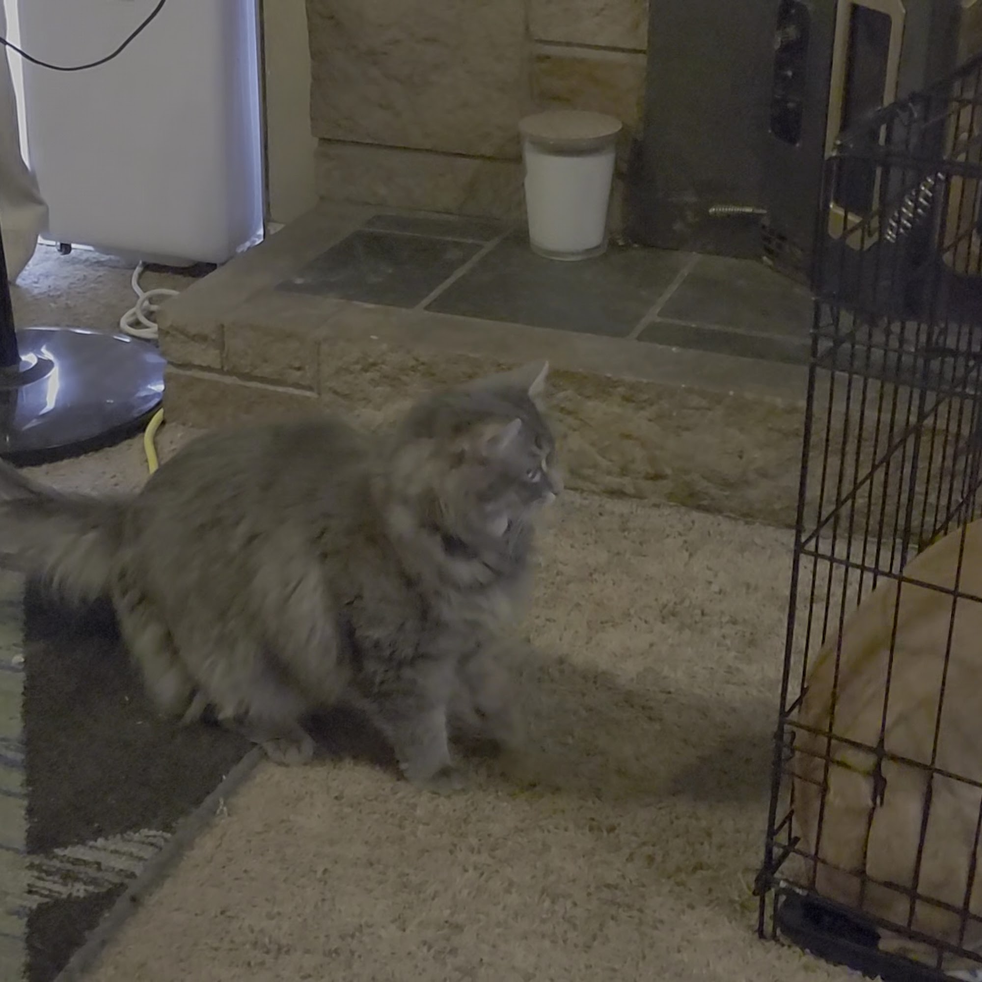 Northwest Spay & Neuter Center Tacoma