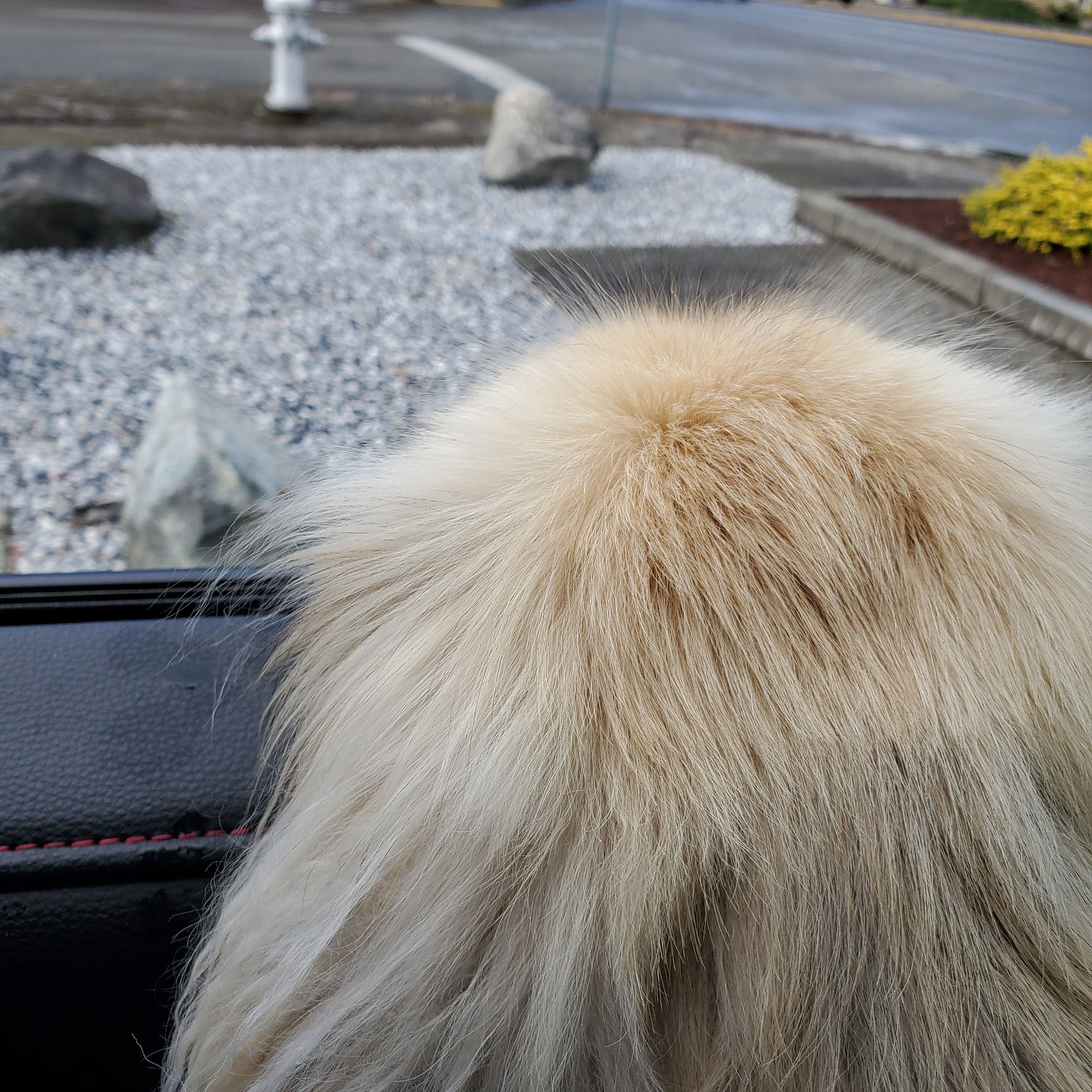 Animal Hospital of Parkland: Peterson Mark A DVM Tacoma