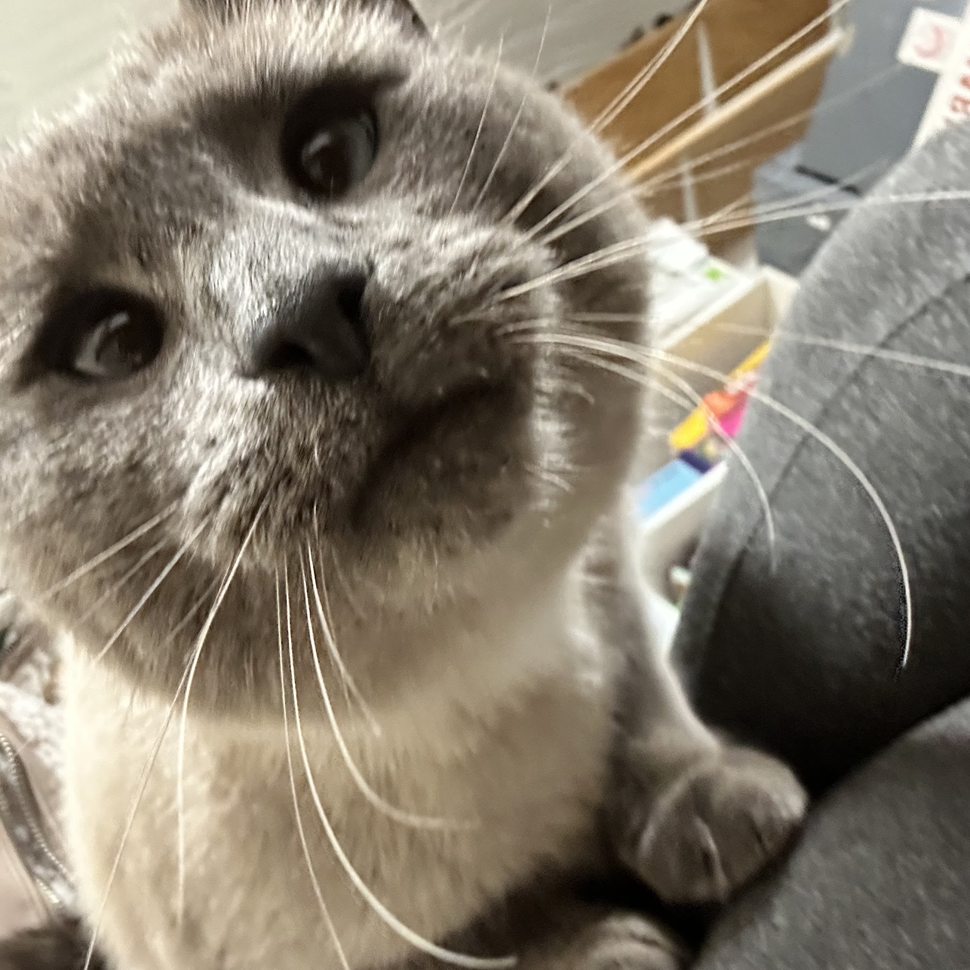 The Humane Society for Tacoma & Pierce County Tacoma