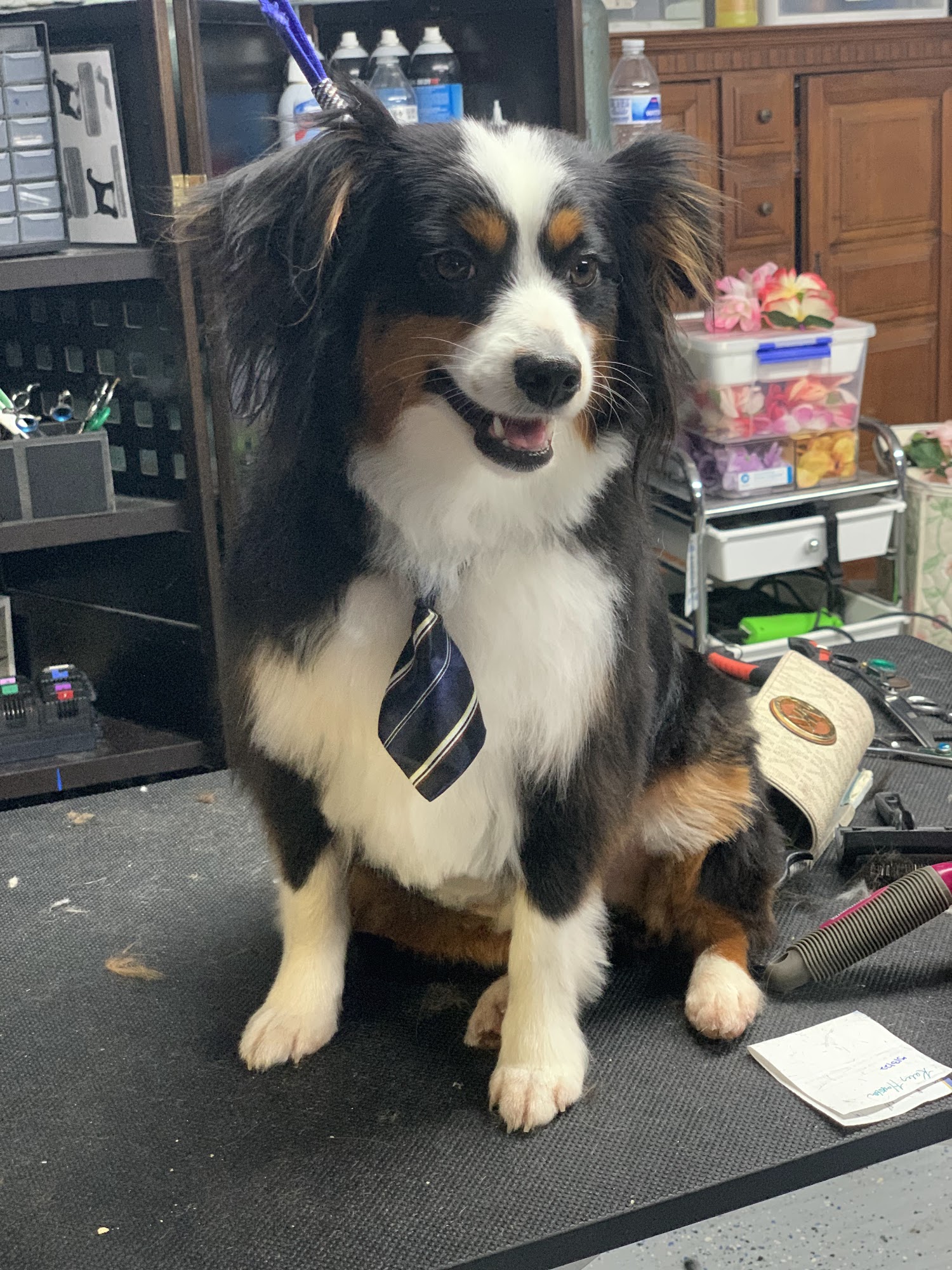 Bark Bath And Beyond INC Tacoma