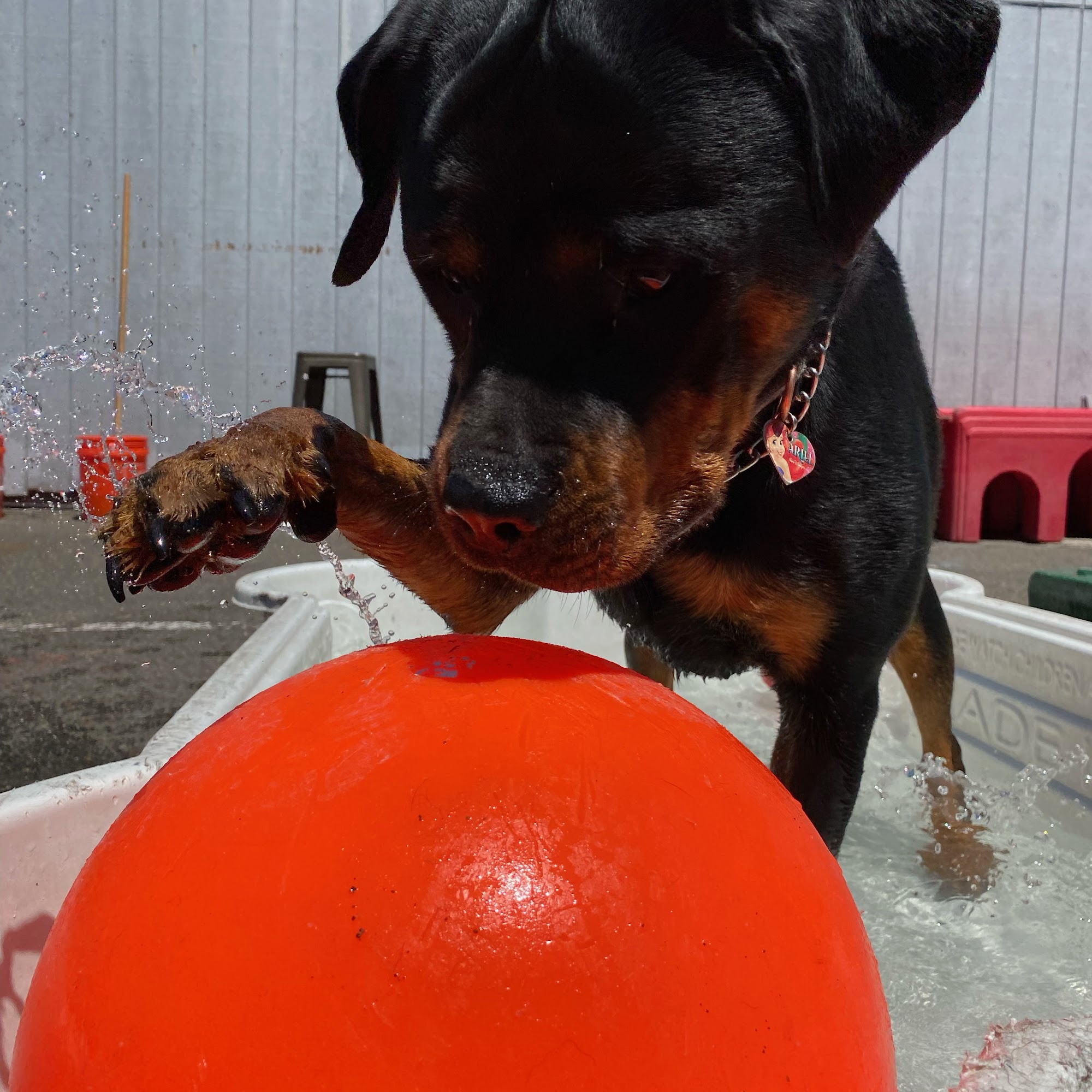 Happy Dog South Sound Tacoma