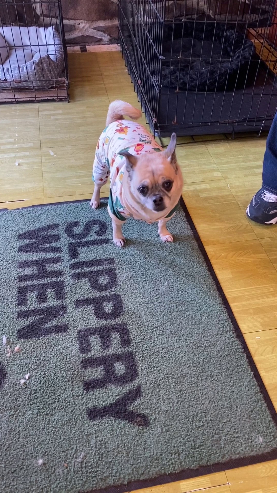 Tacoma Dog and Cat Grooming Tacoma