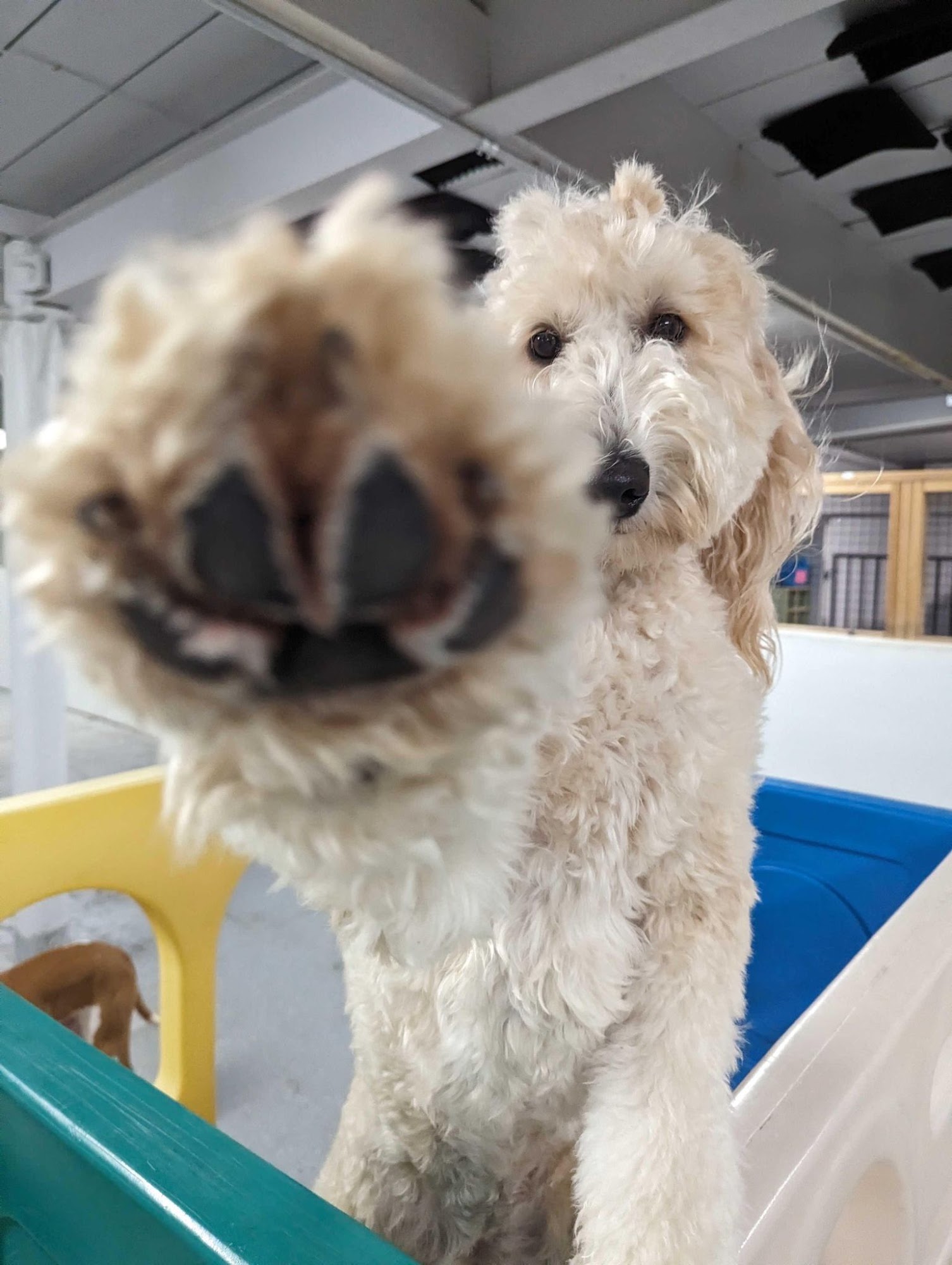 Paws Play Doggy Daycare, LLC Tacoma