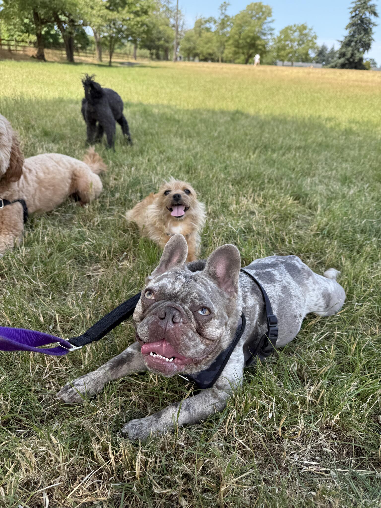 Paws Play Doggy Daycare, LLC Tacoma