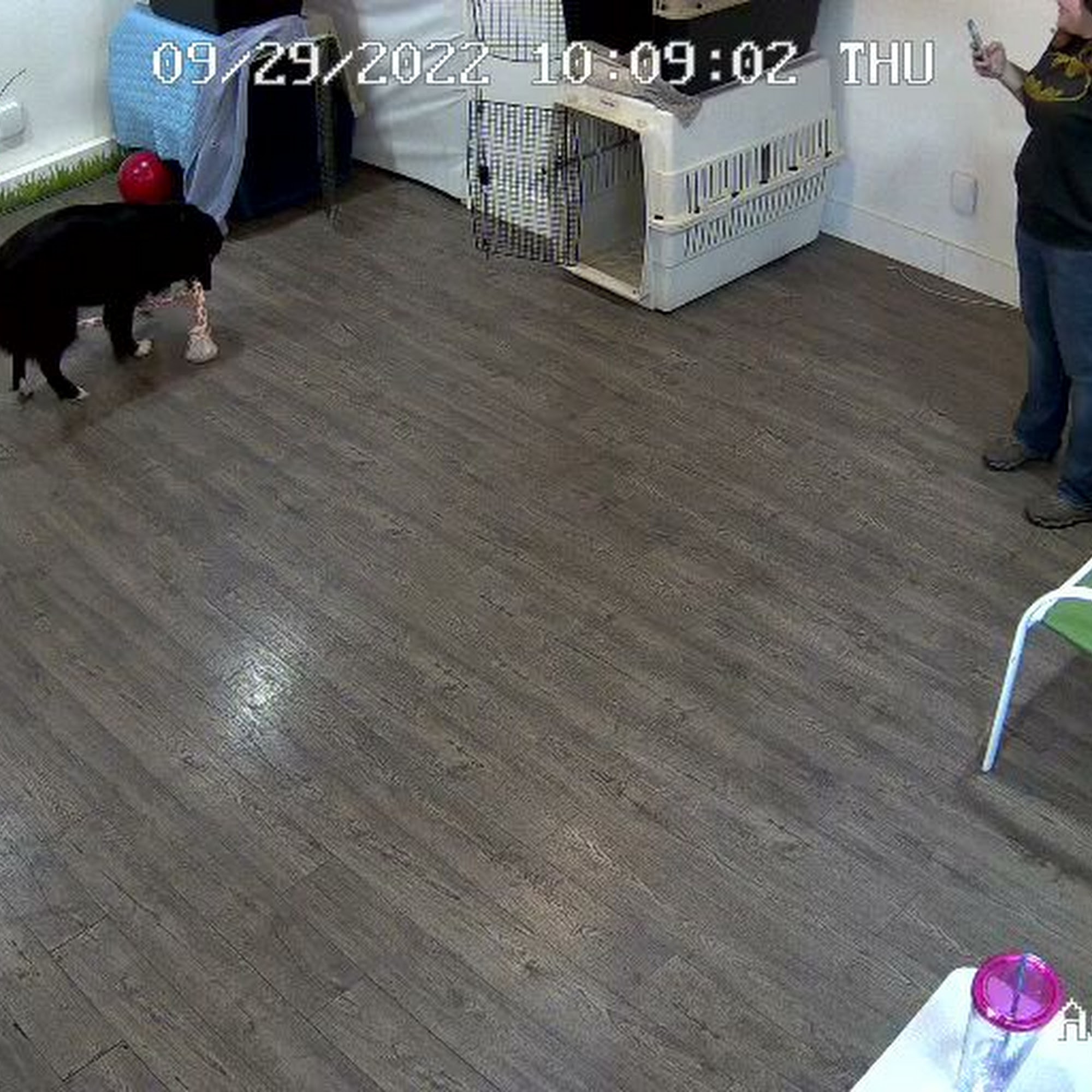 Notre Dog Academy Tacoma