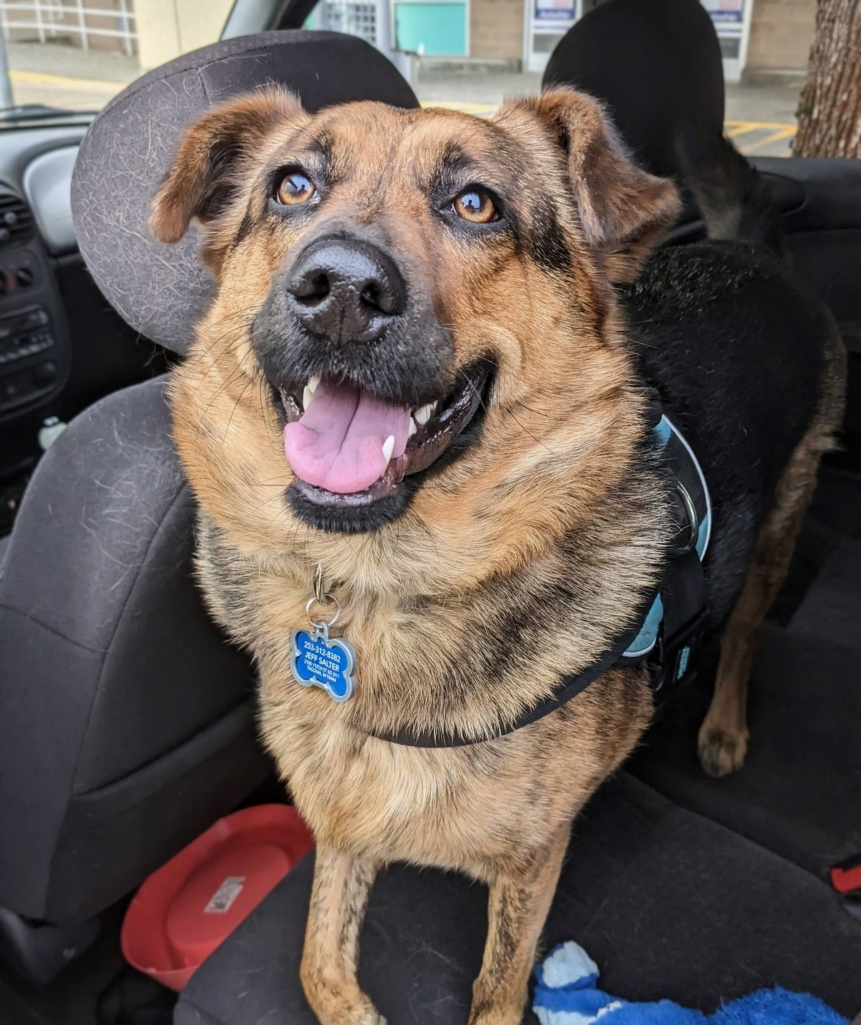 Rocky Junior's Dog Training Service Tacoma