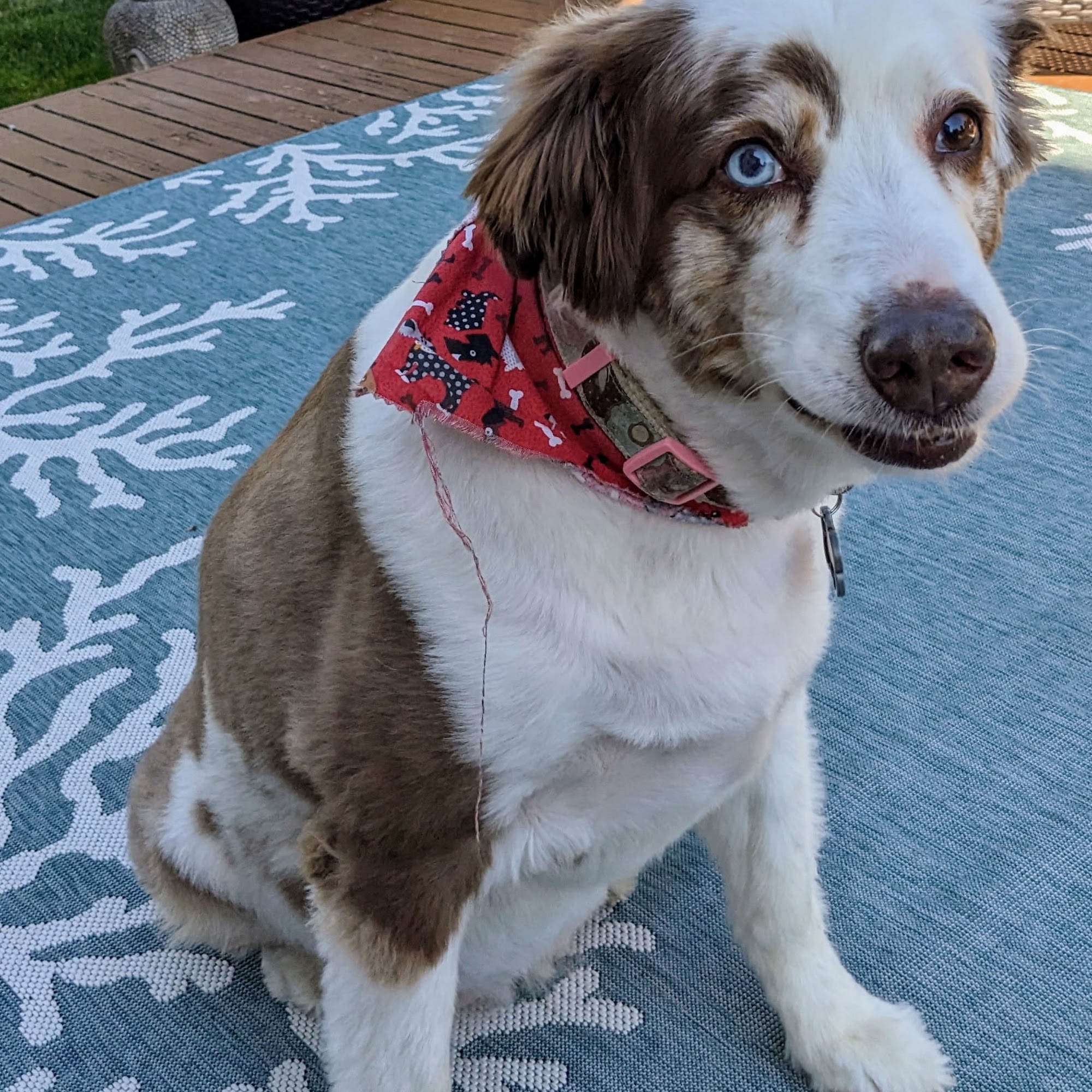 Rocky Junior's Dog Training Service Tacoma