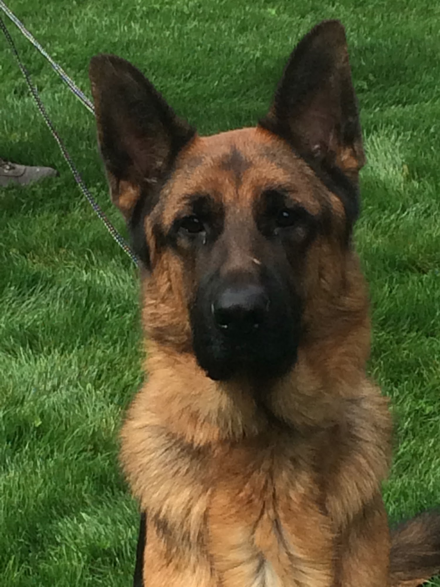 Scatter Creek Kennels & Training Services Tenino