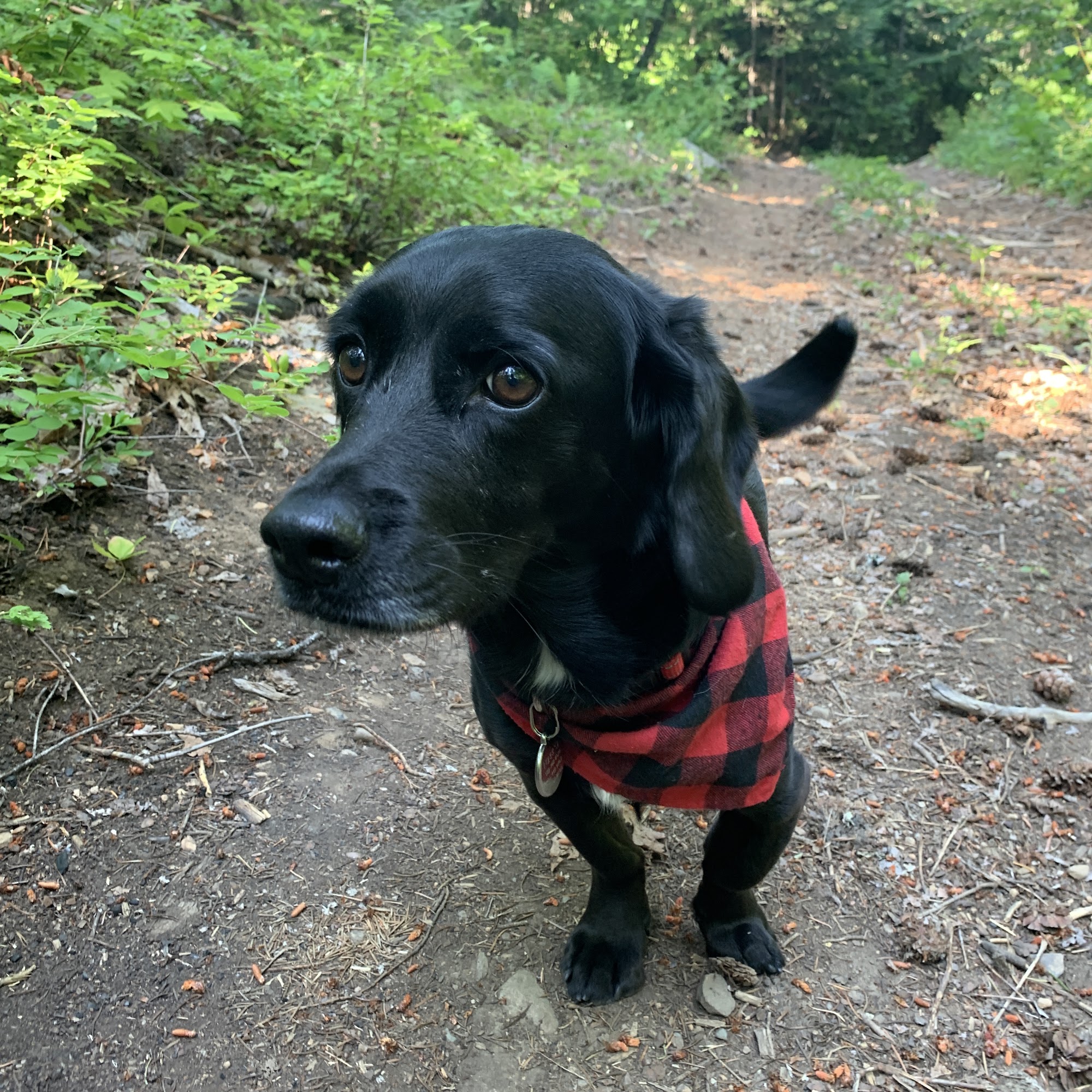 Muddy Paws Pet Care & Training Services