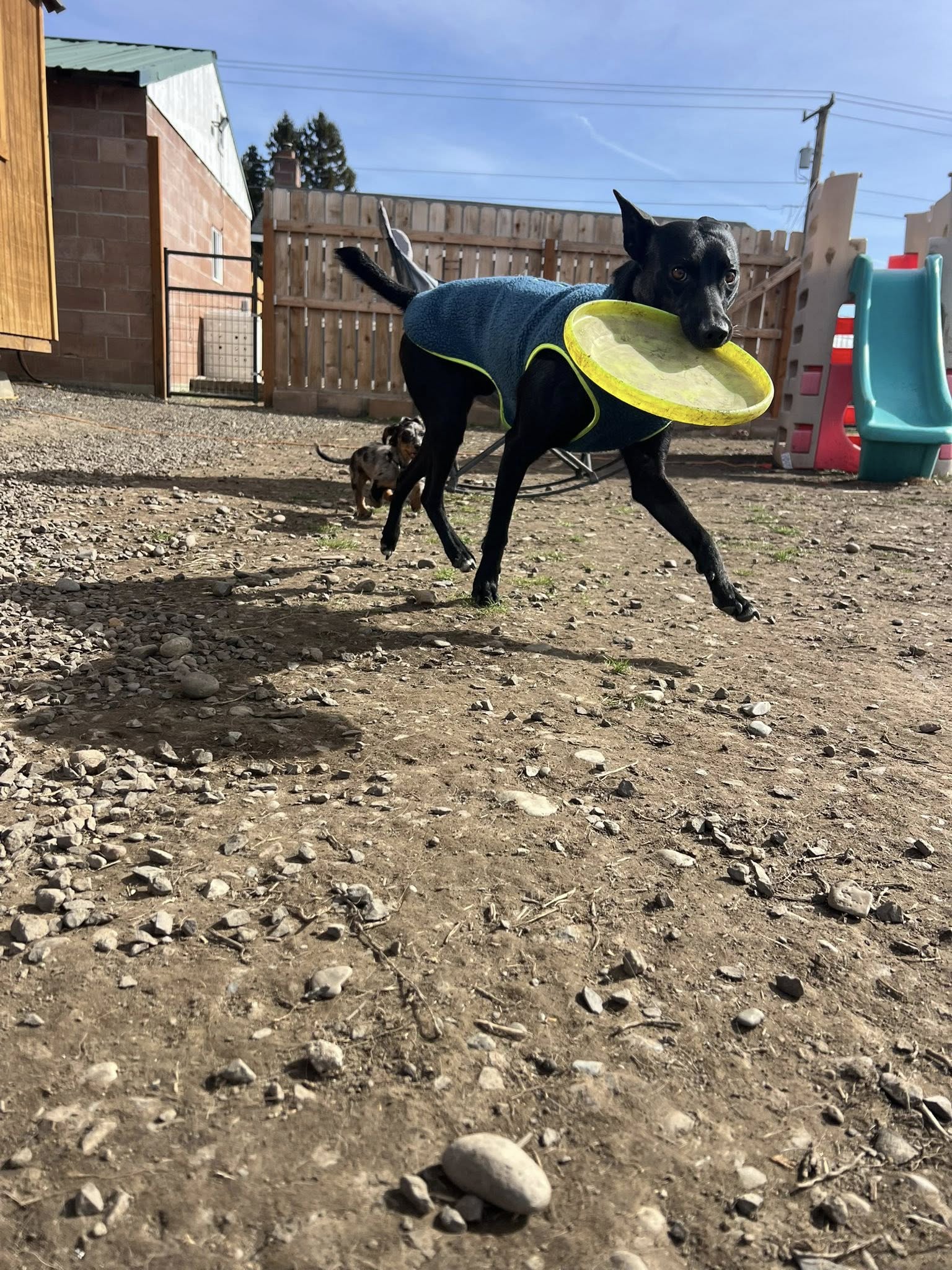 Muddy Paws Pet Care & Training Services 9461 Thorp Hwy N, Thorp, WA 98946