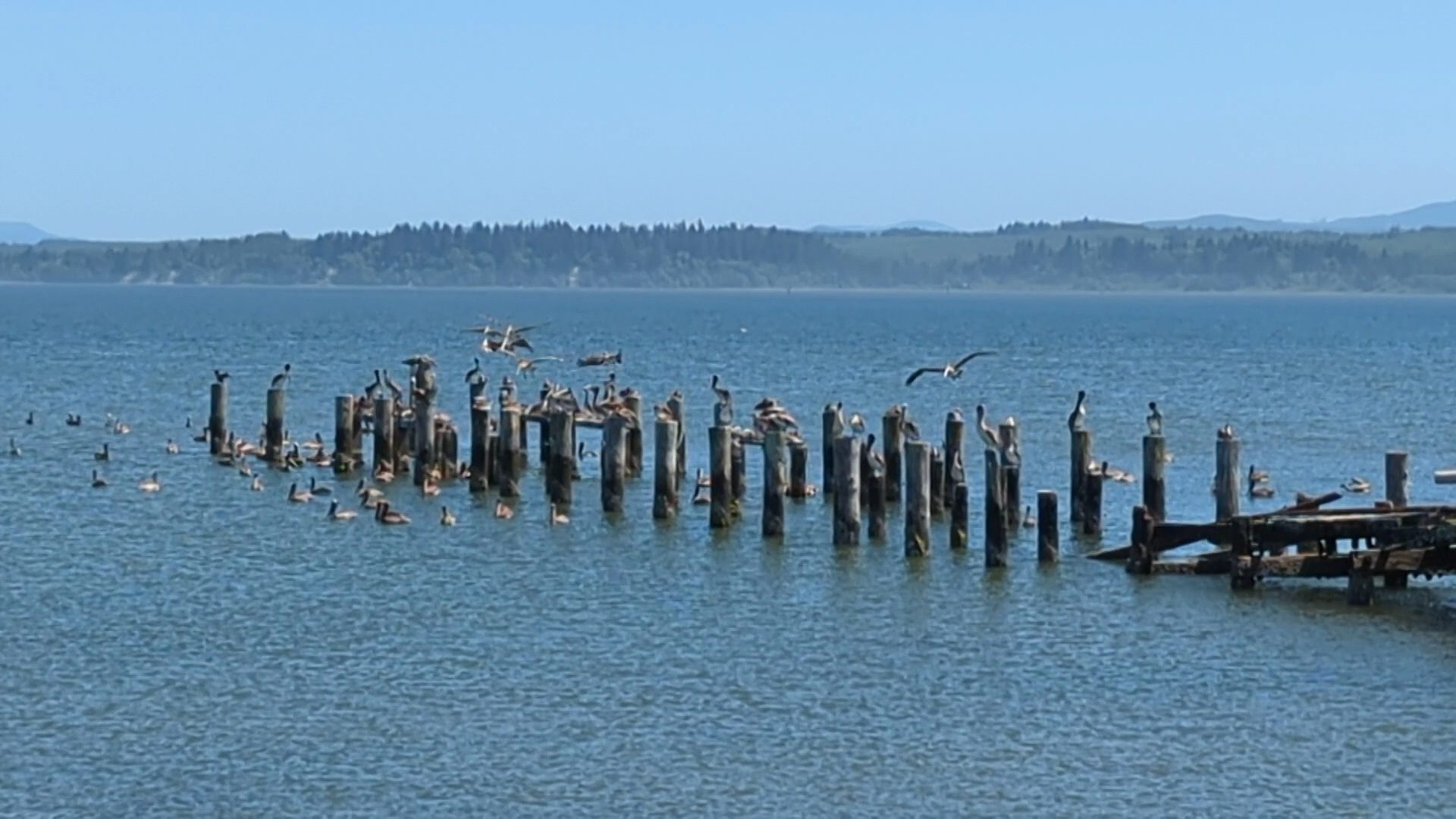 Nelson Crab Inc Menu