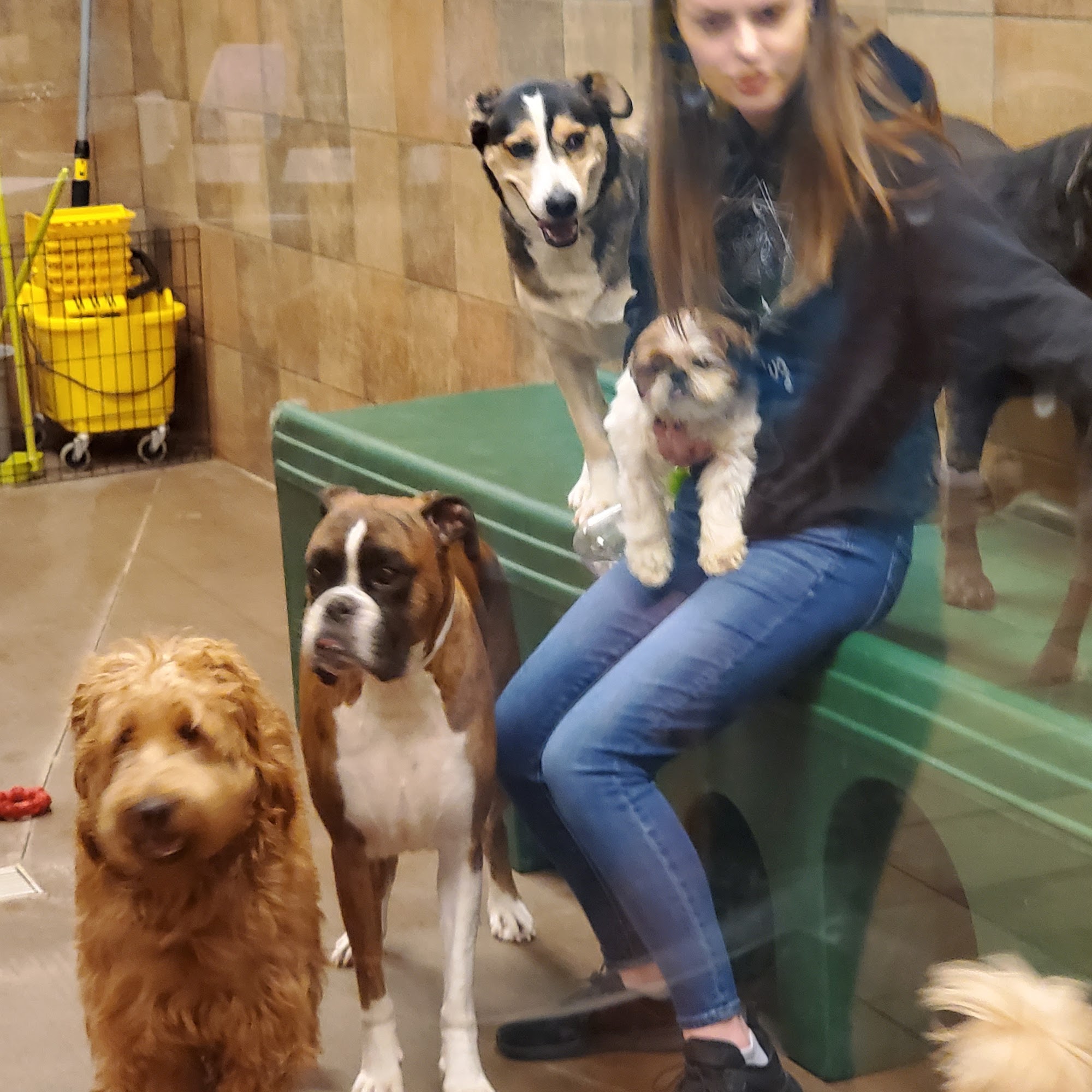 PetsHotel Tukwila Tukwila