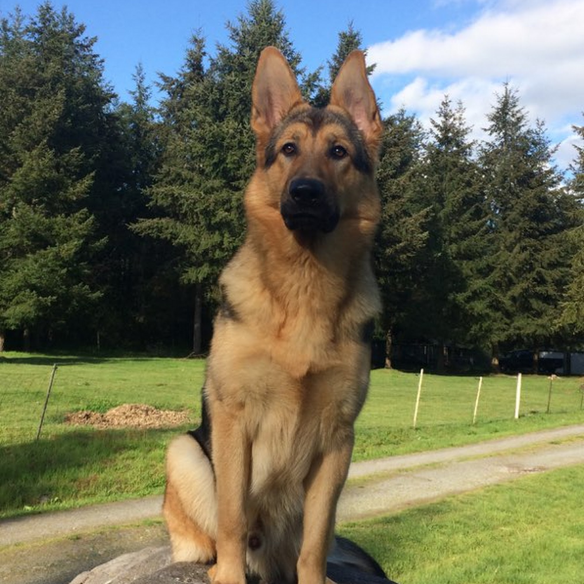 Deschutes Animal Clinic Tumwater