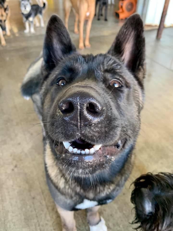 Top Dog Daycare Tumwater