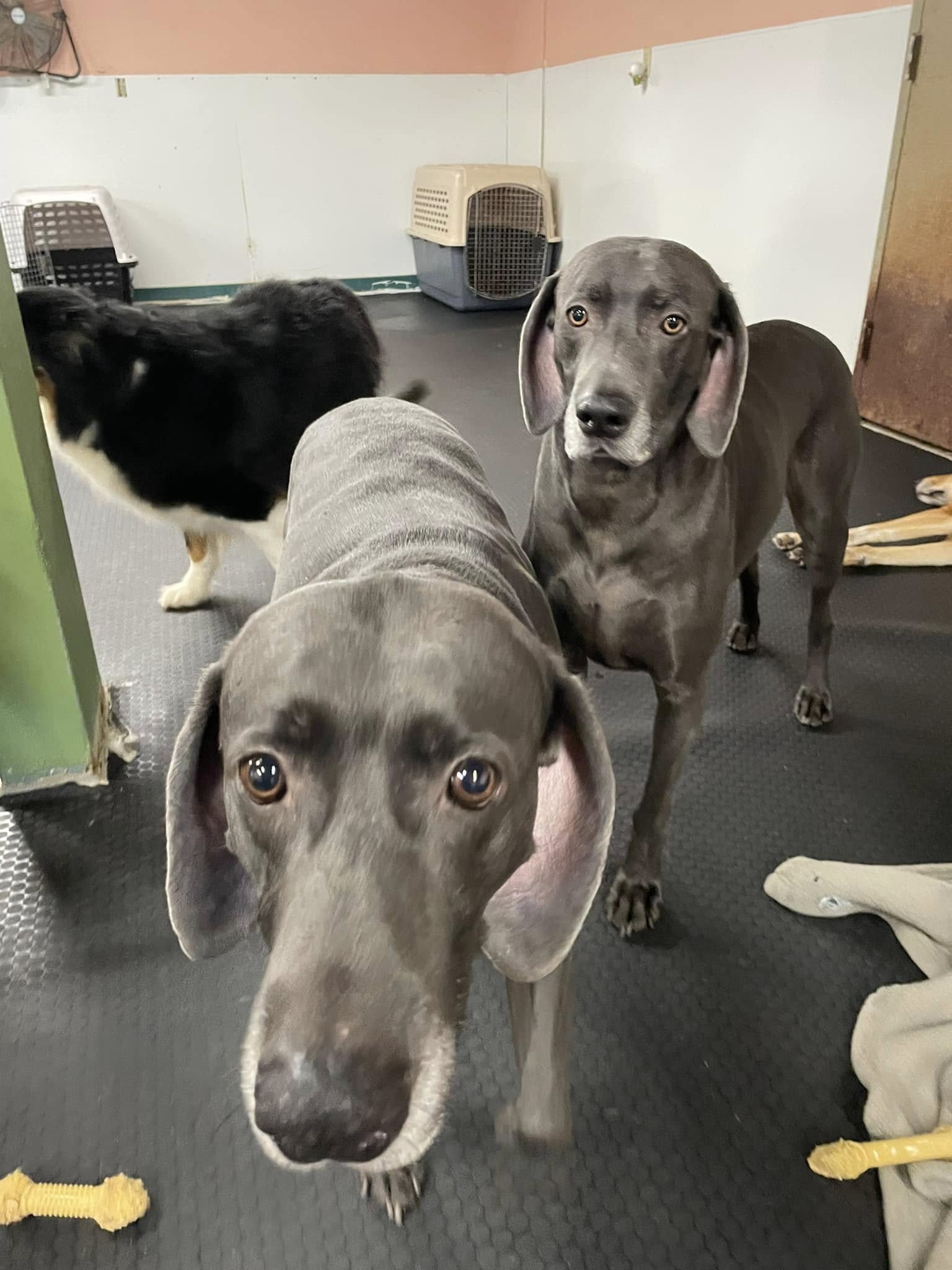Top Dog Daycare Tumwater