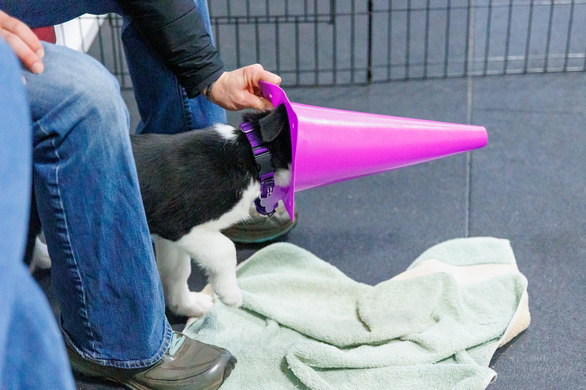 Happy Dog Institute Tumwater