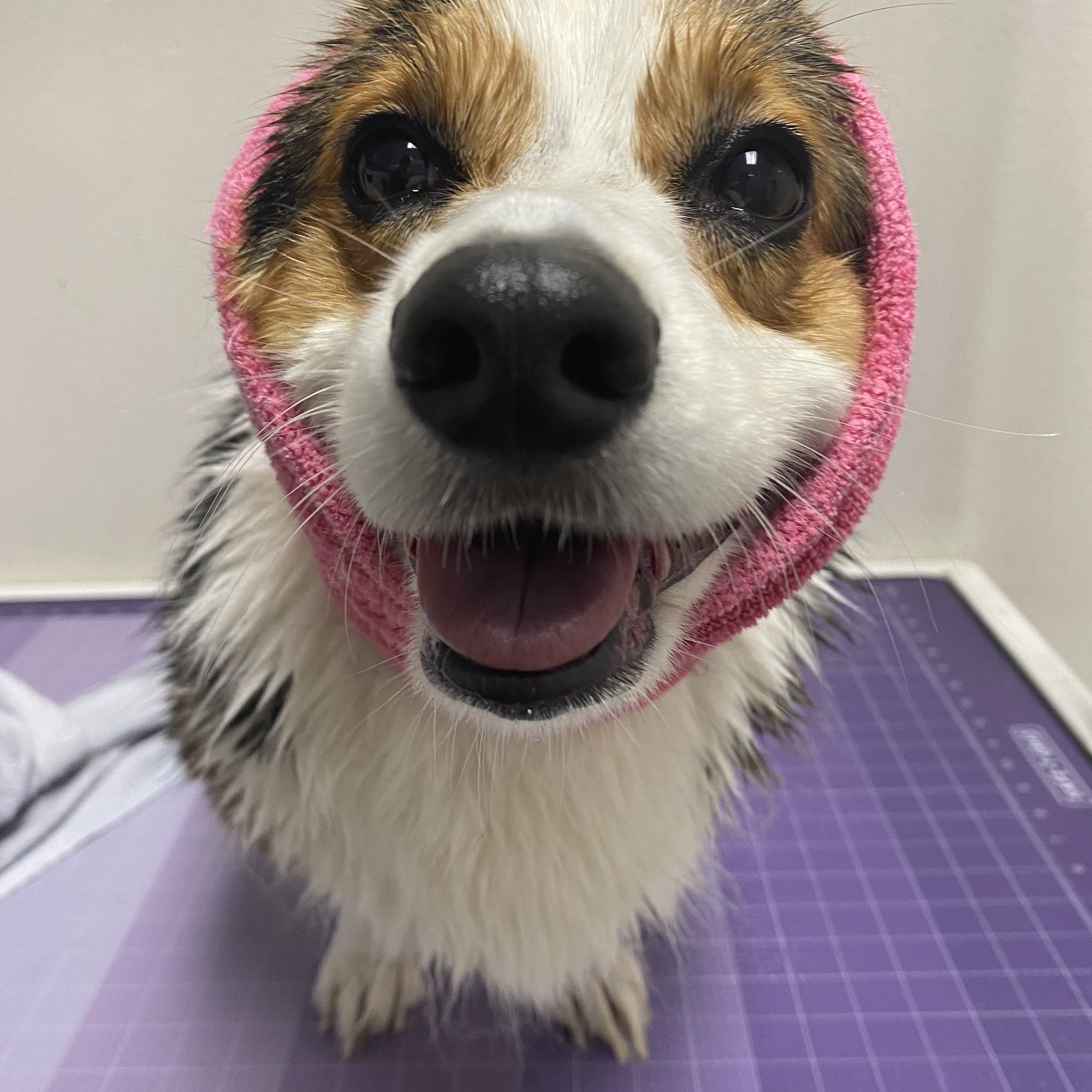 Fur Street Grooming Tumwater