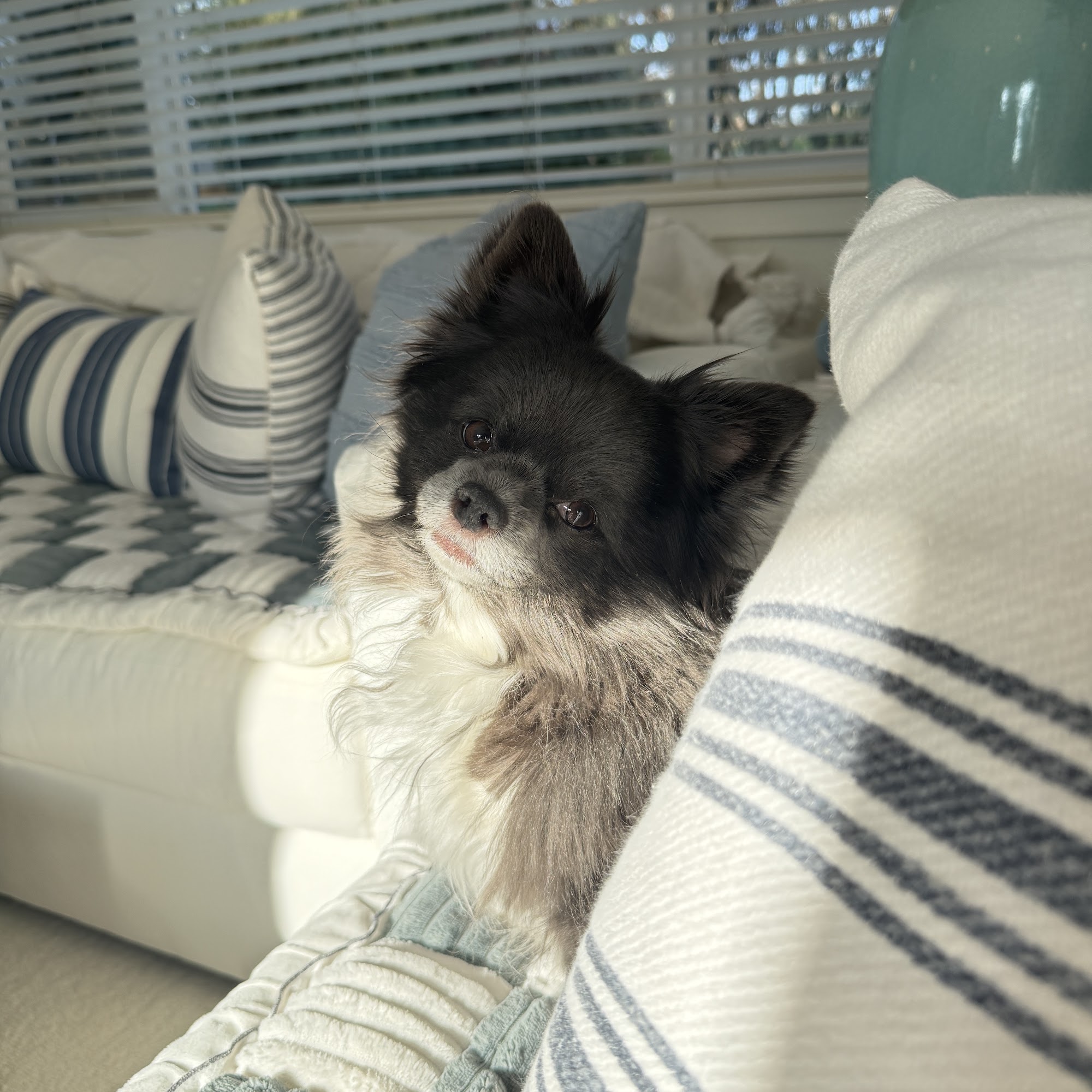 University Place Veterinary Hospital University Place