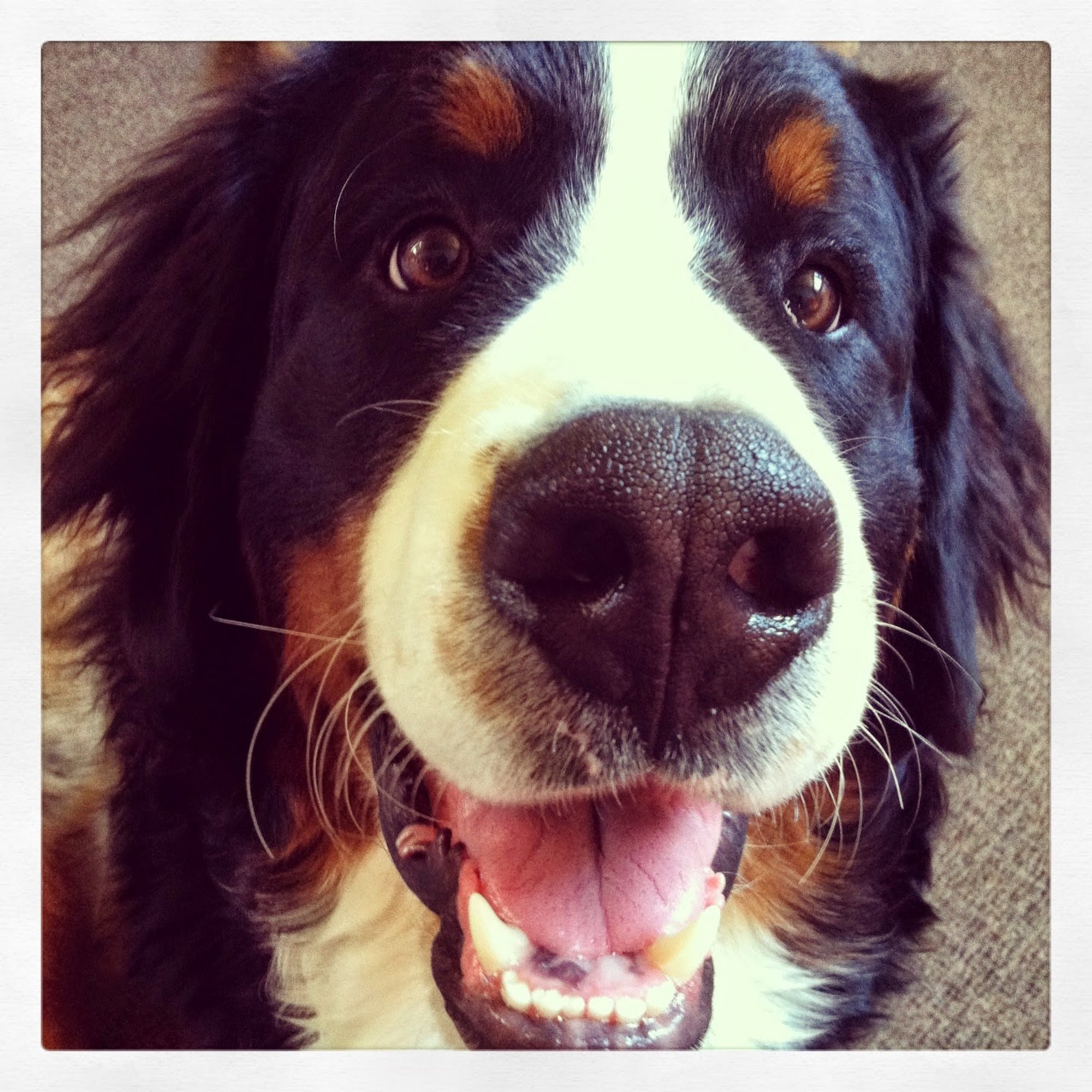 Animal Care Clinic University Place