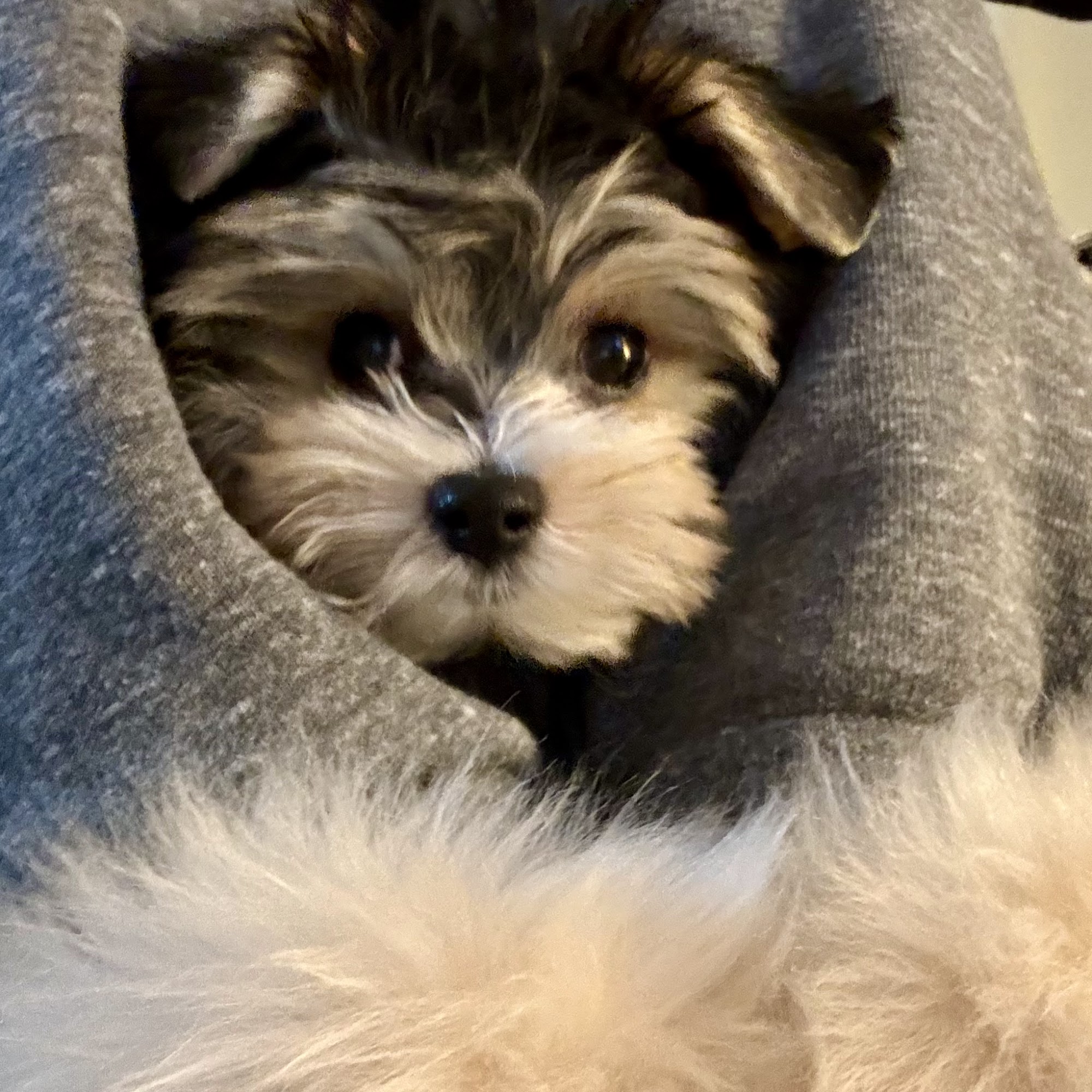 Fircrest Veterinary Hospital University Place