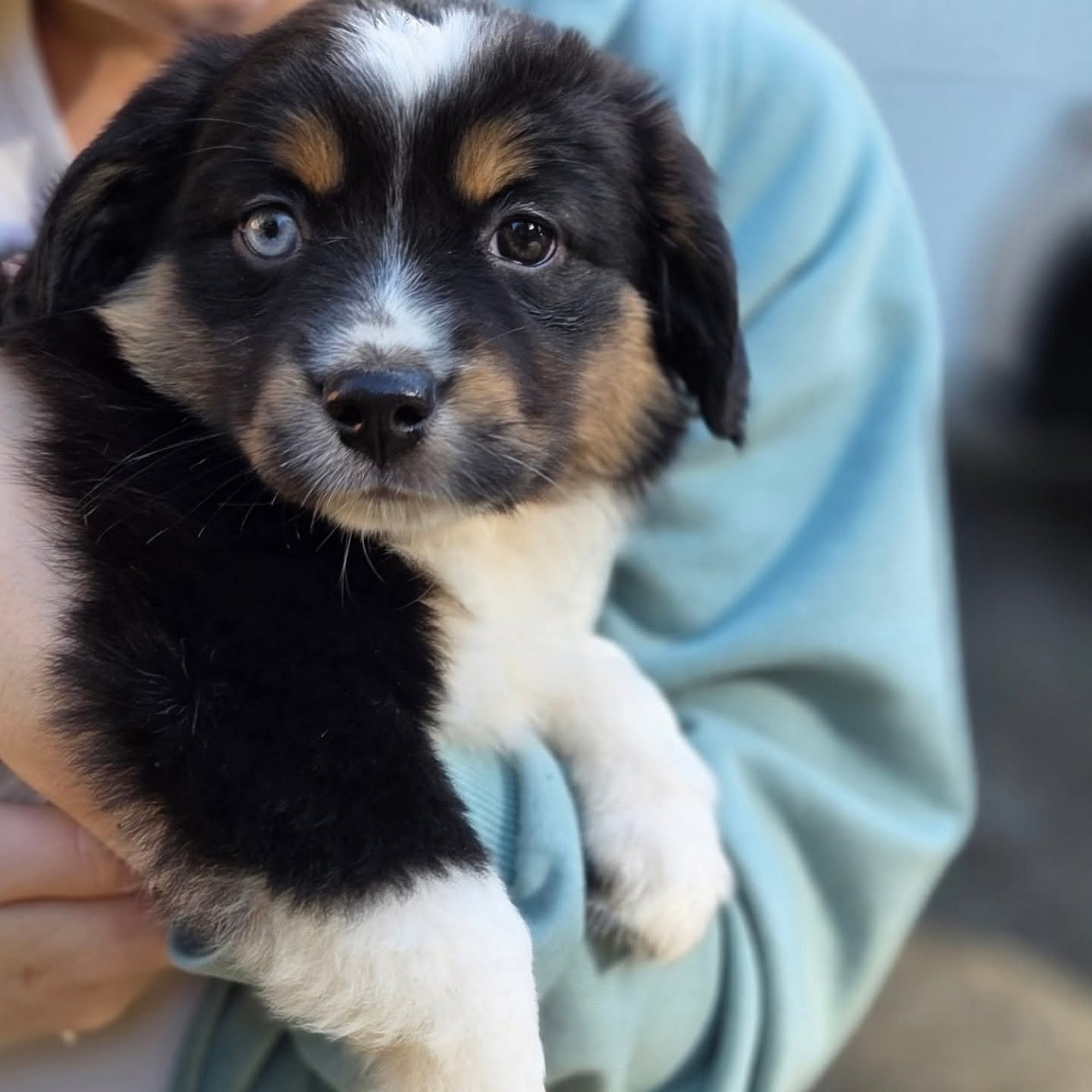 Columbia Veterinary Center Vancouver