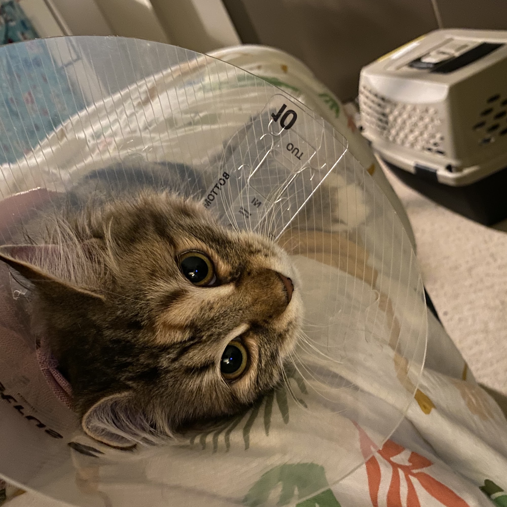 Hayden Meadows Pet Clinic Vancouver