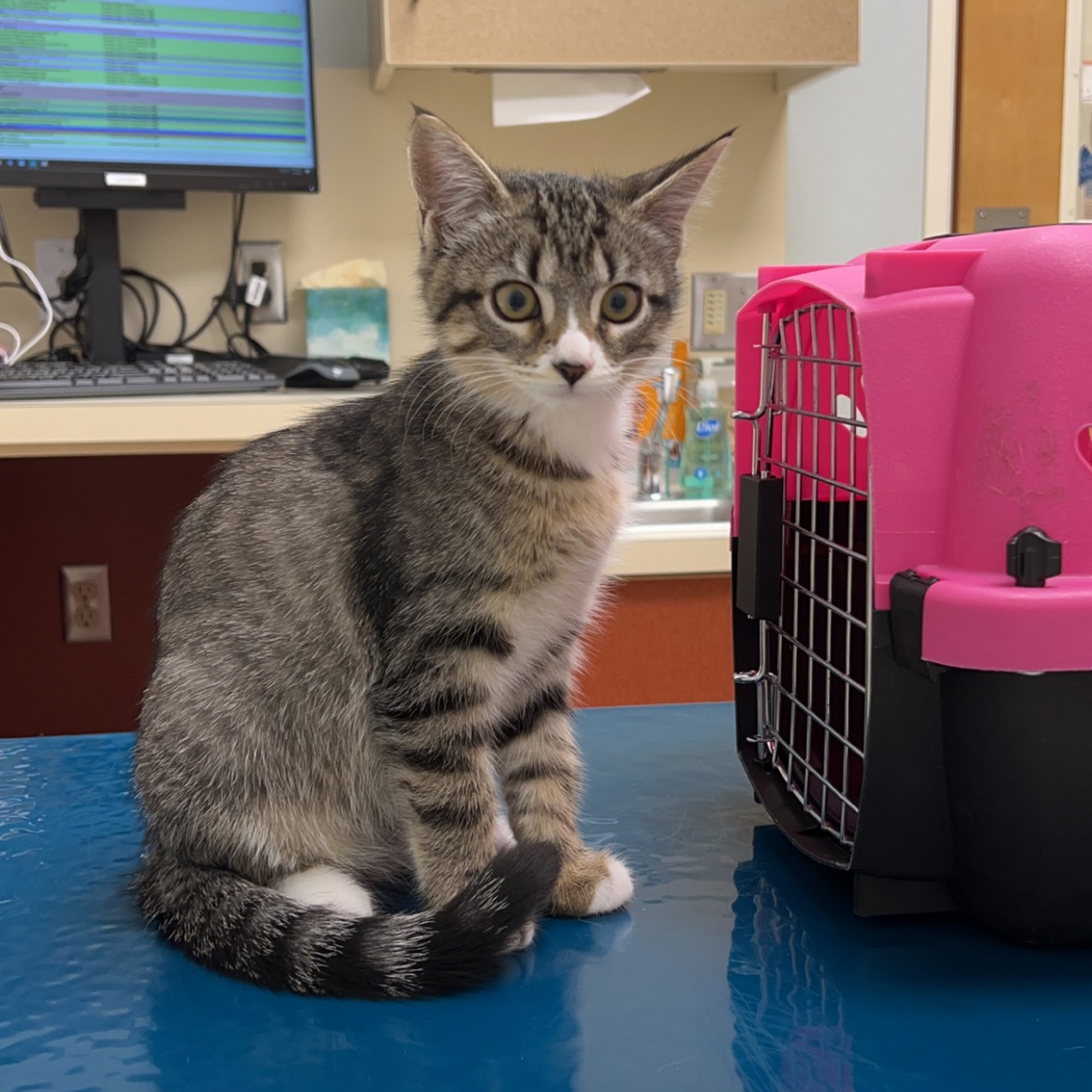 Mountain View Veterinary Hospital Vancouver