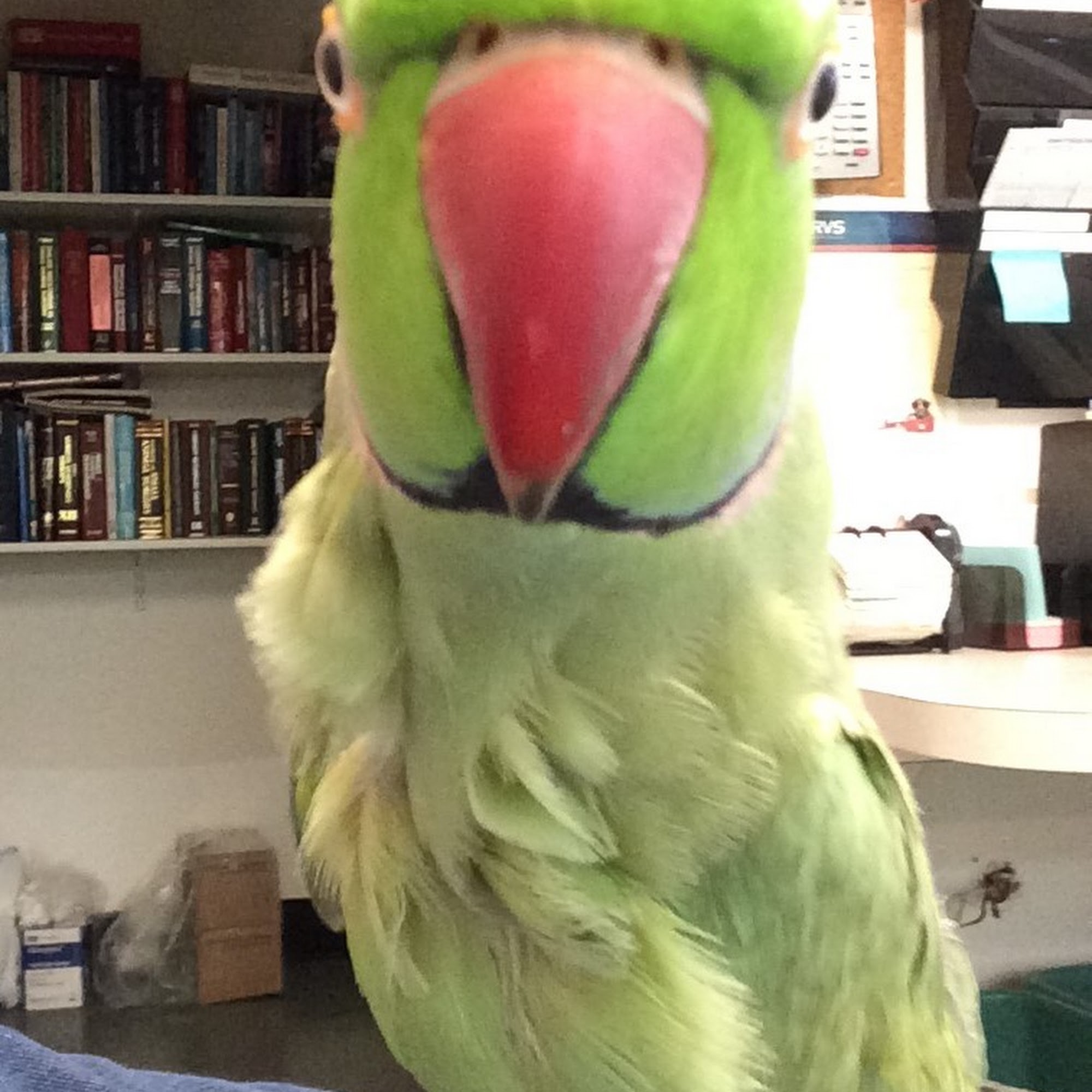 Animal Medical Vancouver