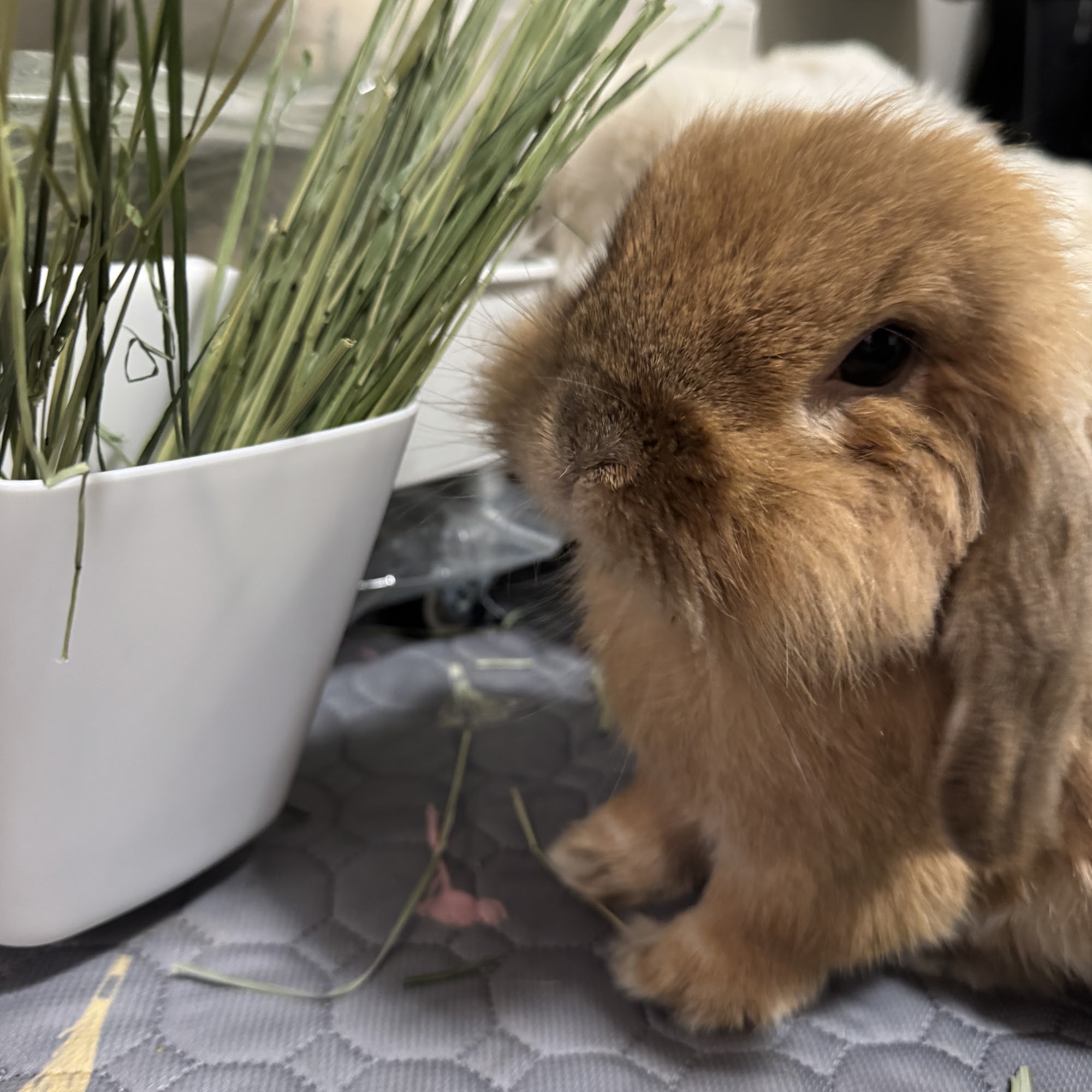 East Padden Animal Hospital Vancouver