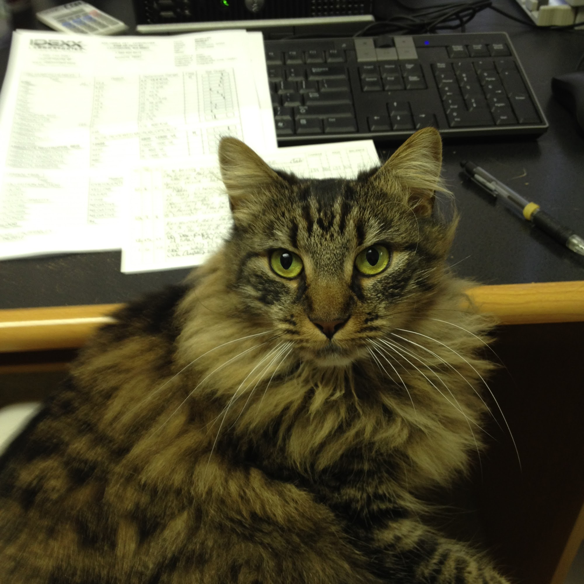 Columbia Veterinary Center: Cleveland Tammy R DVM Vancouver