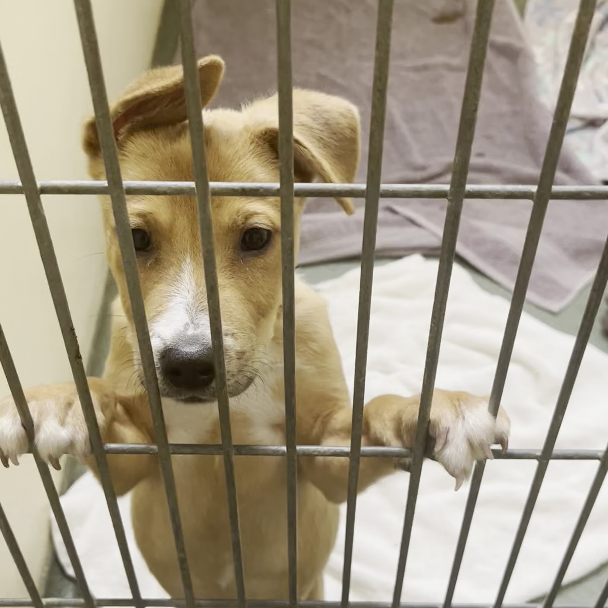 Humane Society for Southwest Washington Vancouver