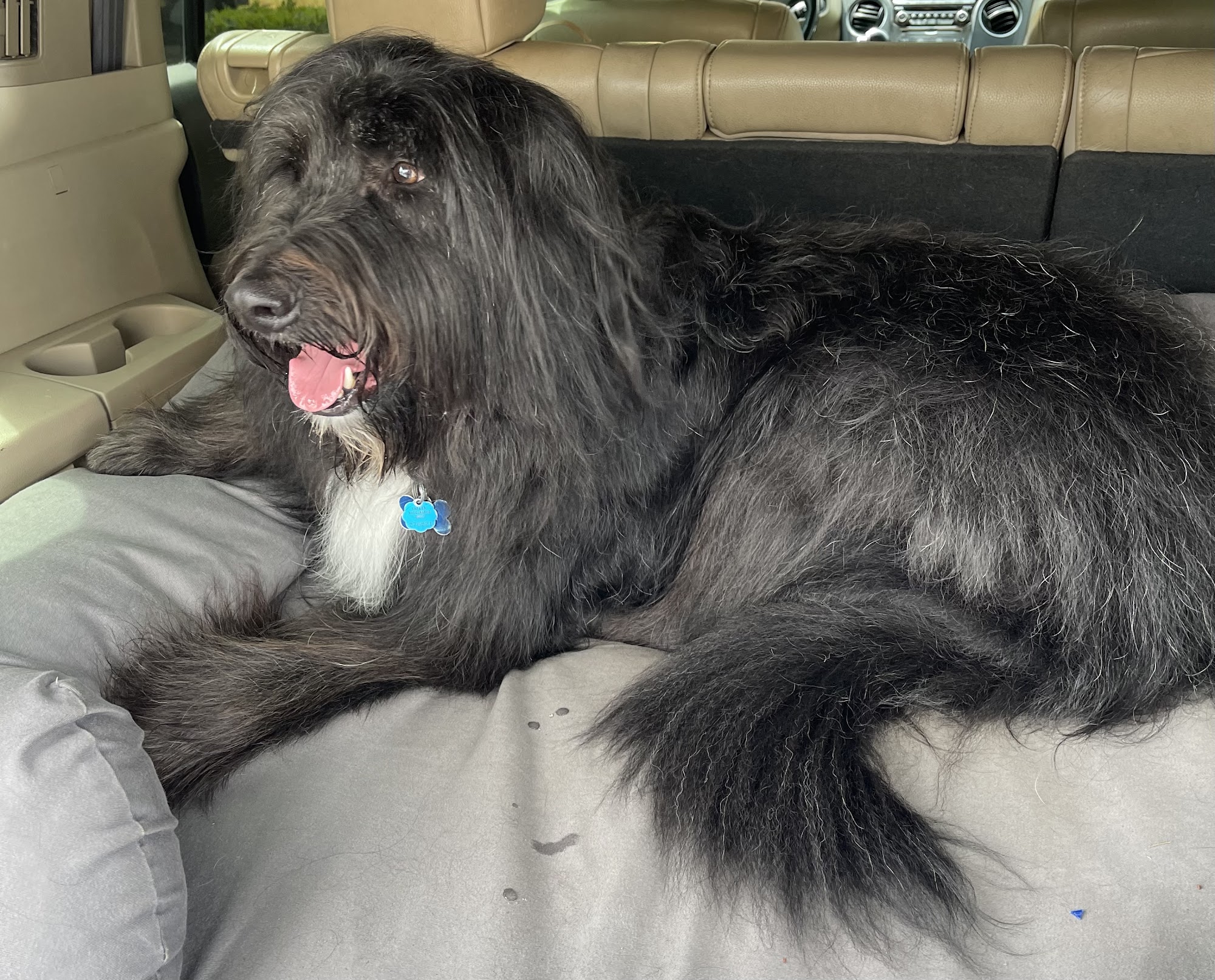 Rozo Dog Spa Vancouver