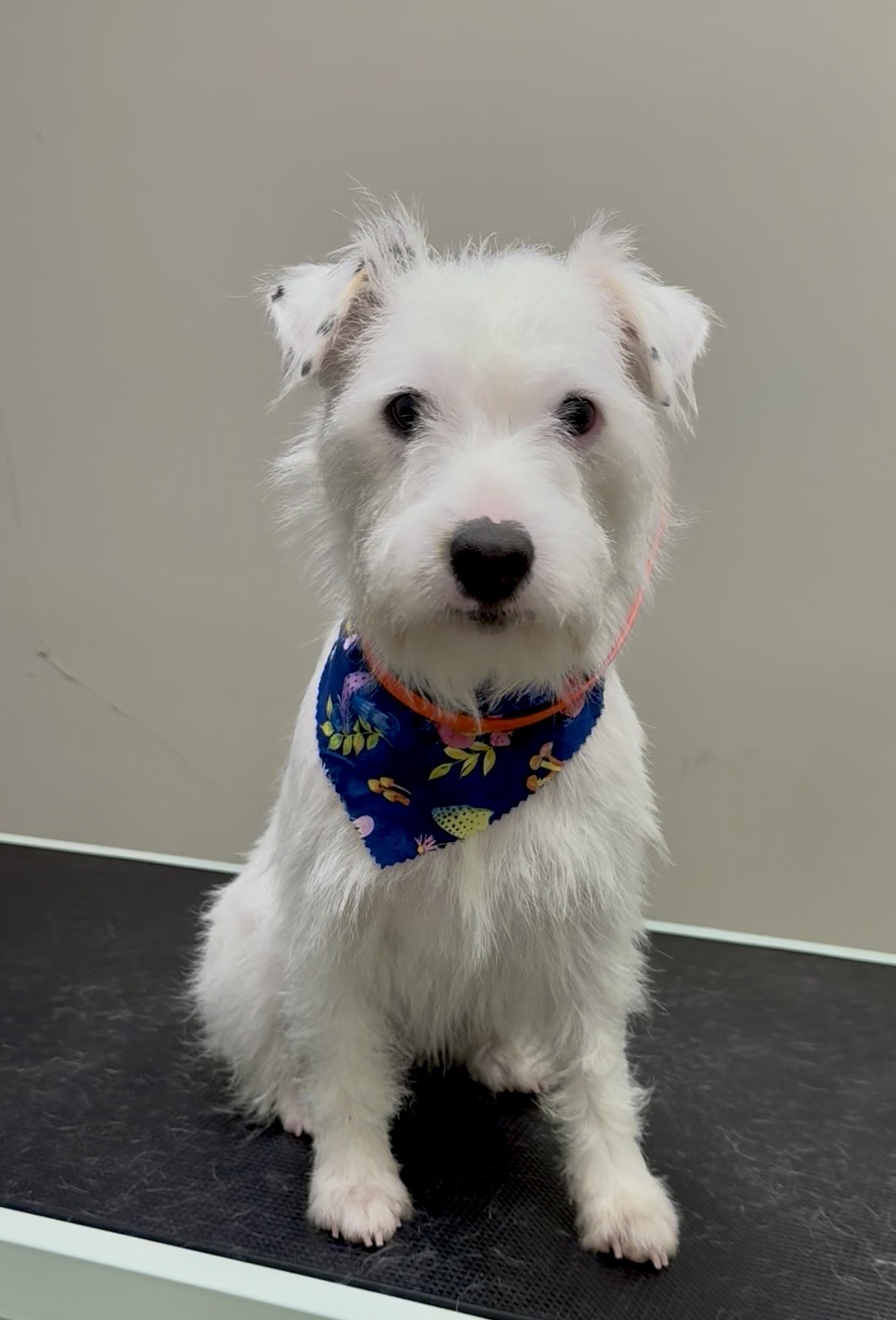 Montage Pet Lodge Vancouver