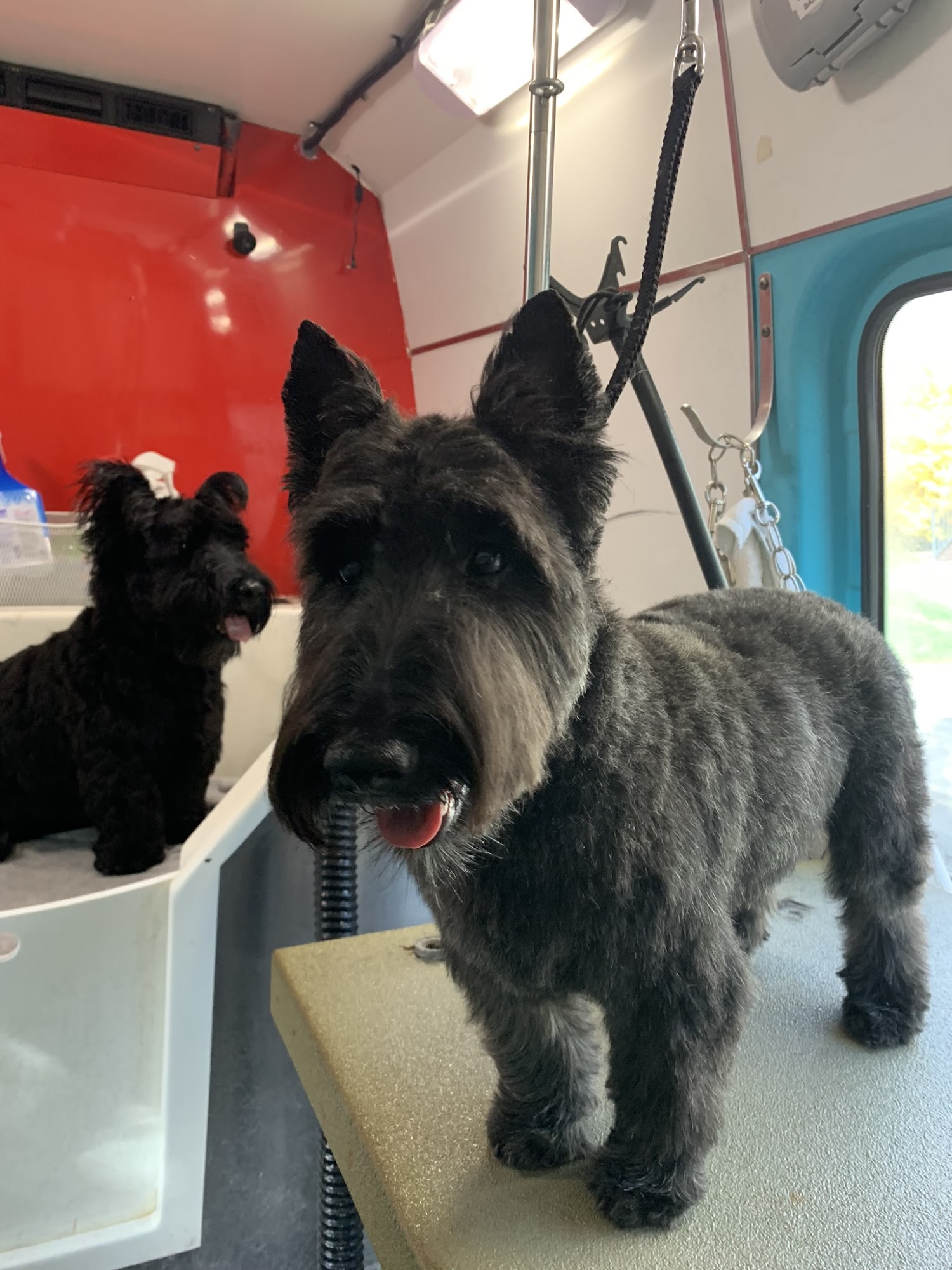 Comb & Collar Mobile Grooming Vancouver